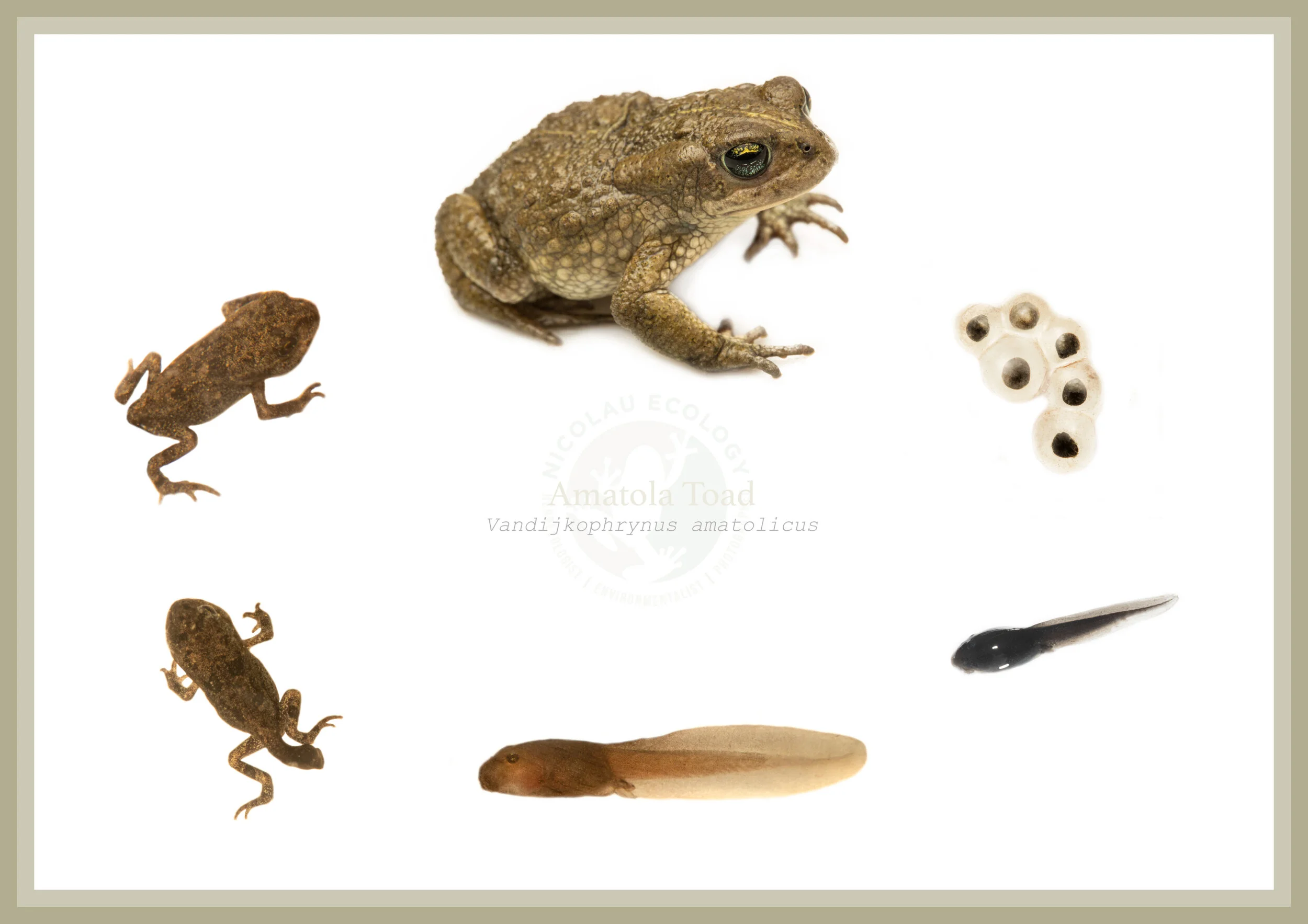 The life cycle of the Critically Endangered Amatola Toad - Vandijkophrynus amatolicus