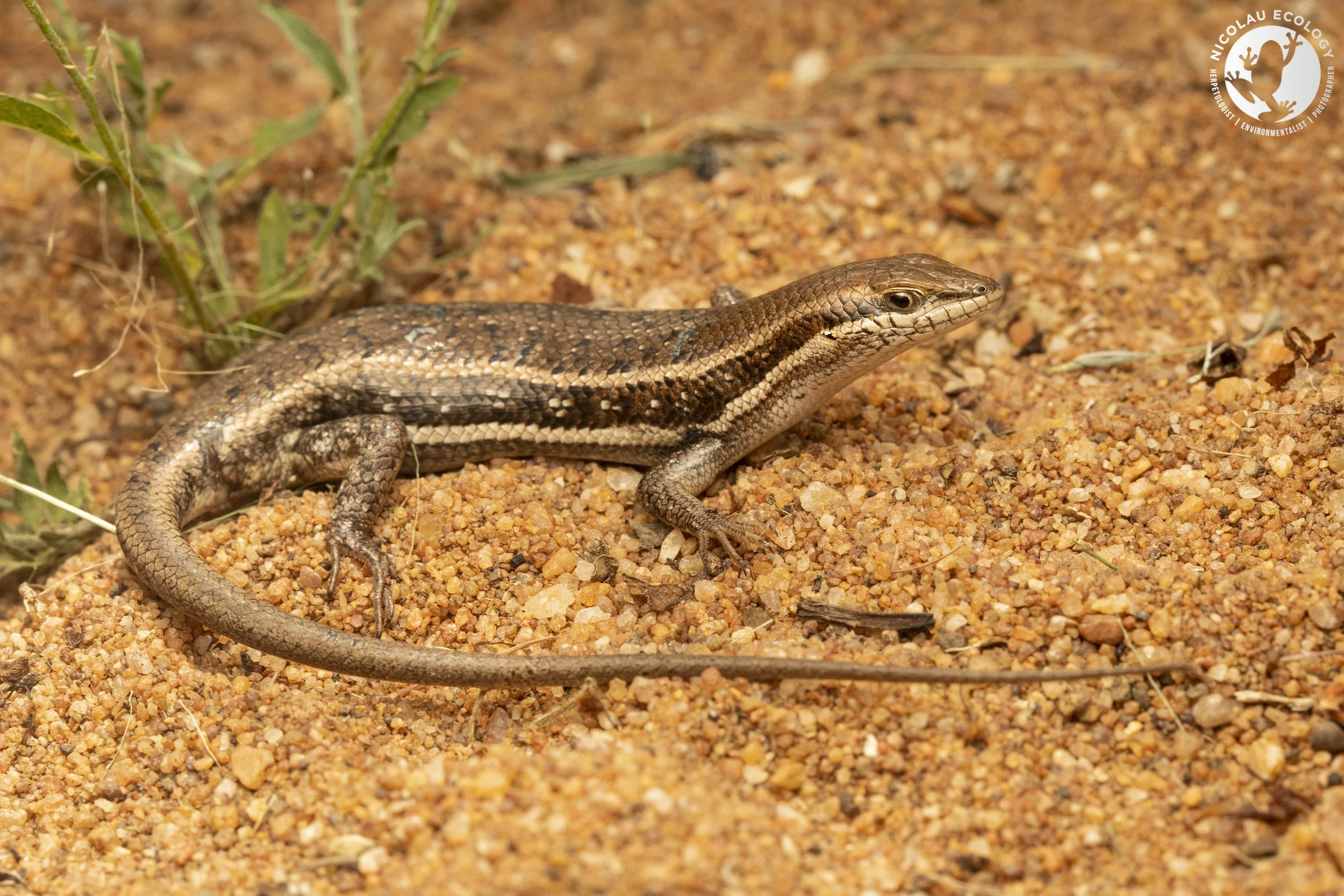 Trachylepis sulcata — NICOLAU ECOLOGY