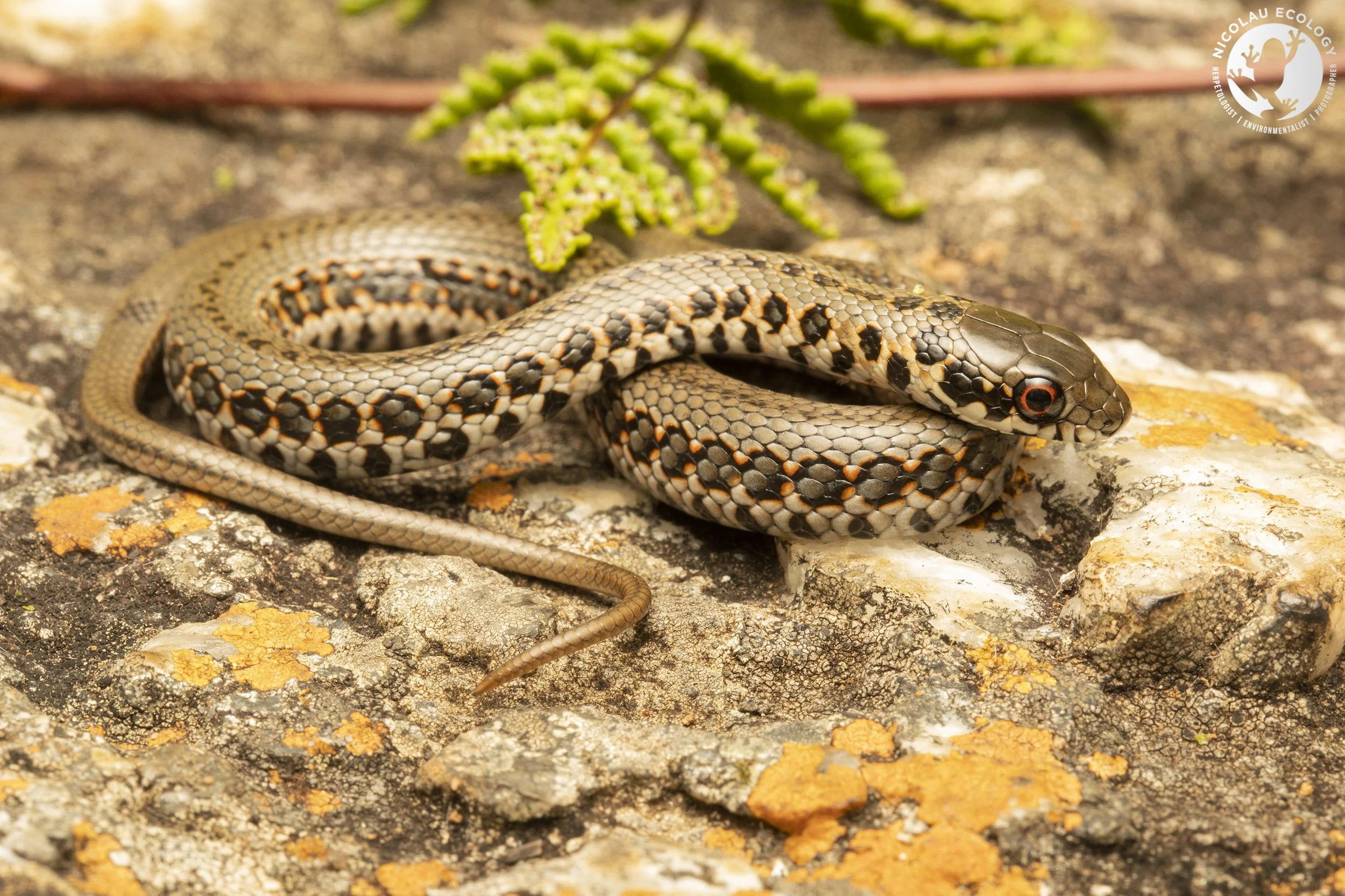 Psammophylax rhombeatus 