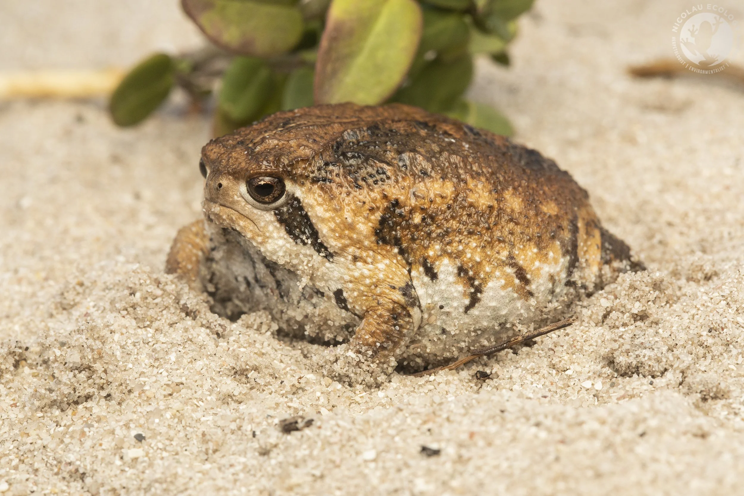 Breviceps — African Amphibians — NICOLAU ECOLOGY