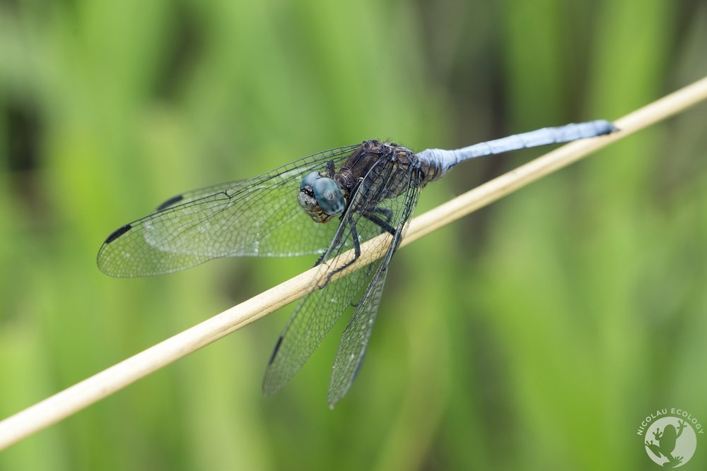 Orthetrum julia falsum