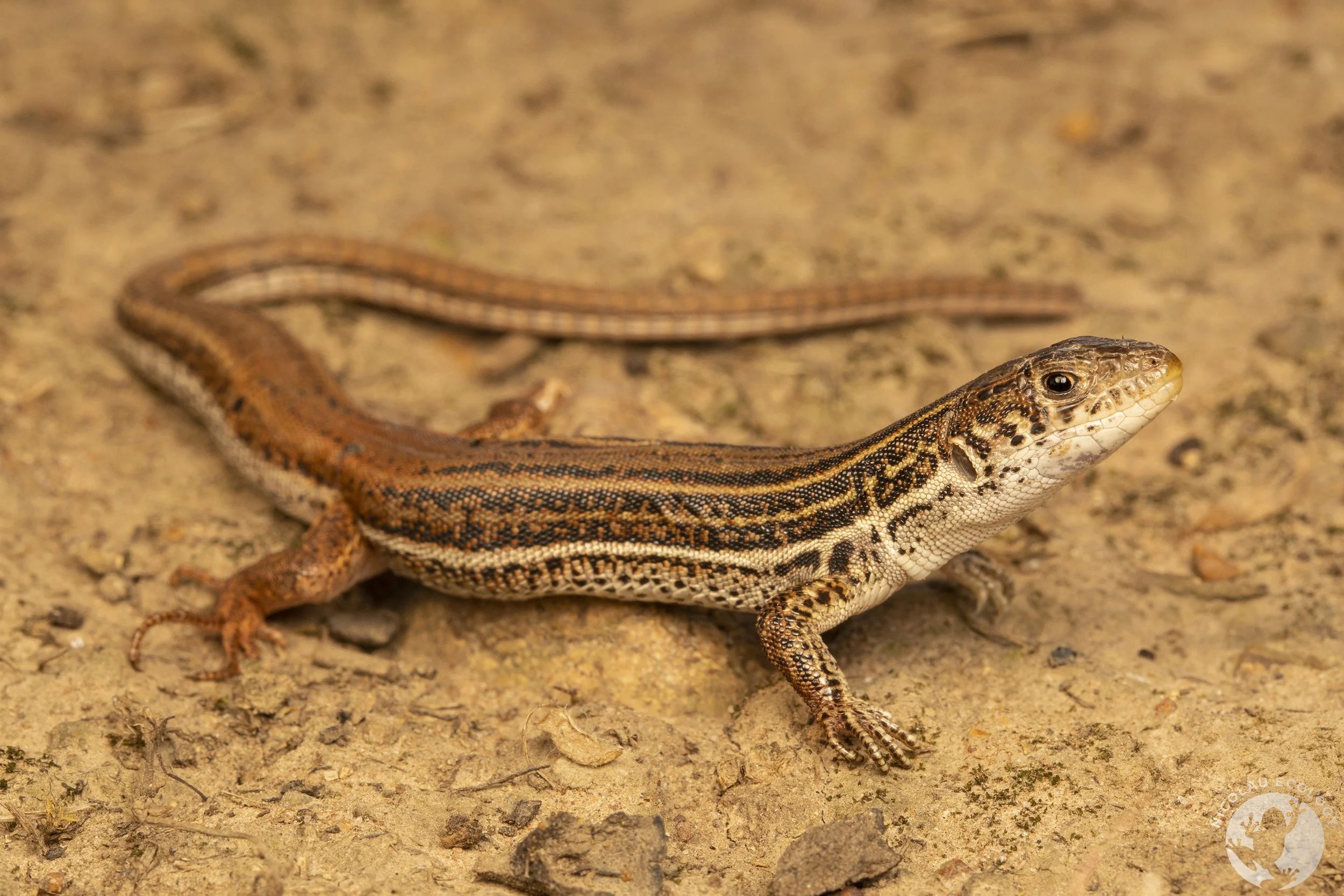 Nucras — Lizards — NICOLAU ECOLOGY