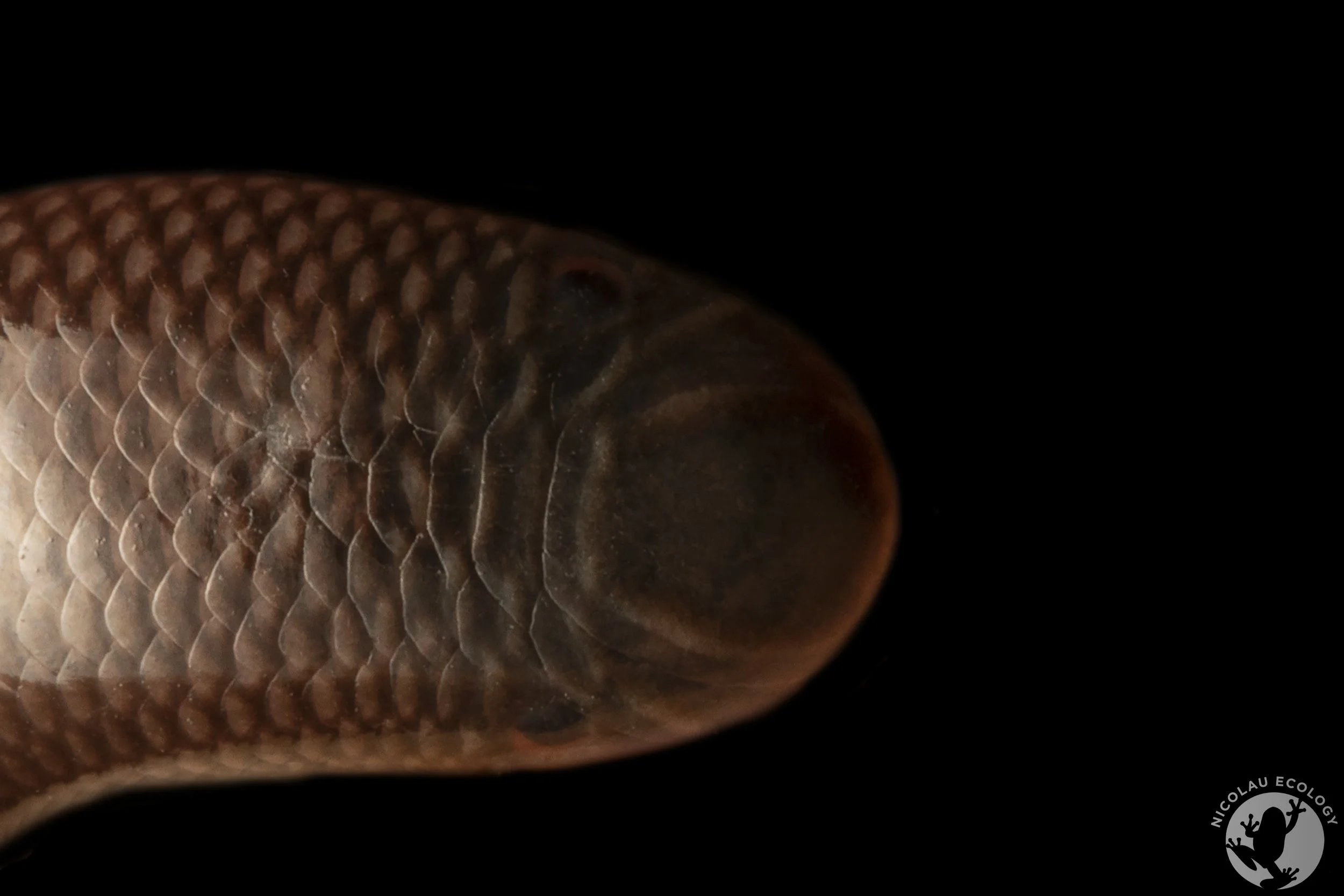 Afrotyphlops bibronii — NICOLAU ECOLOGY