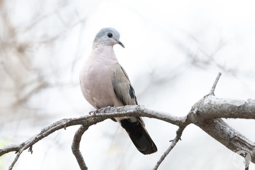 Turtur chalcospilos - Emerald-spotted Wood Dove