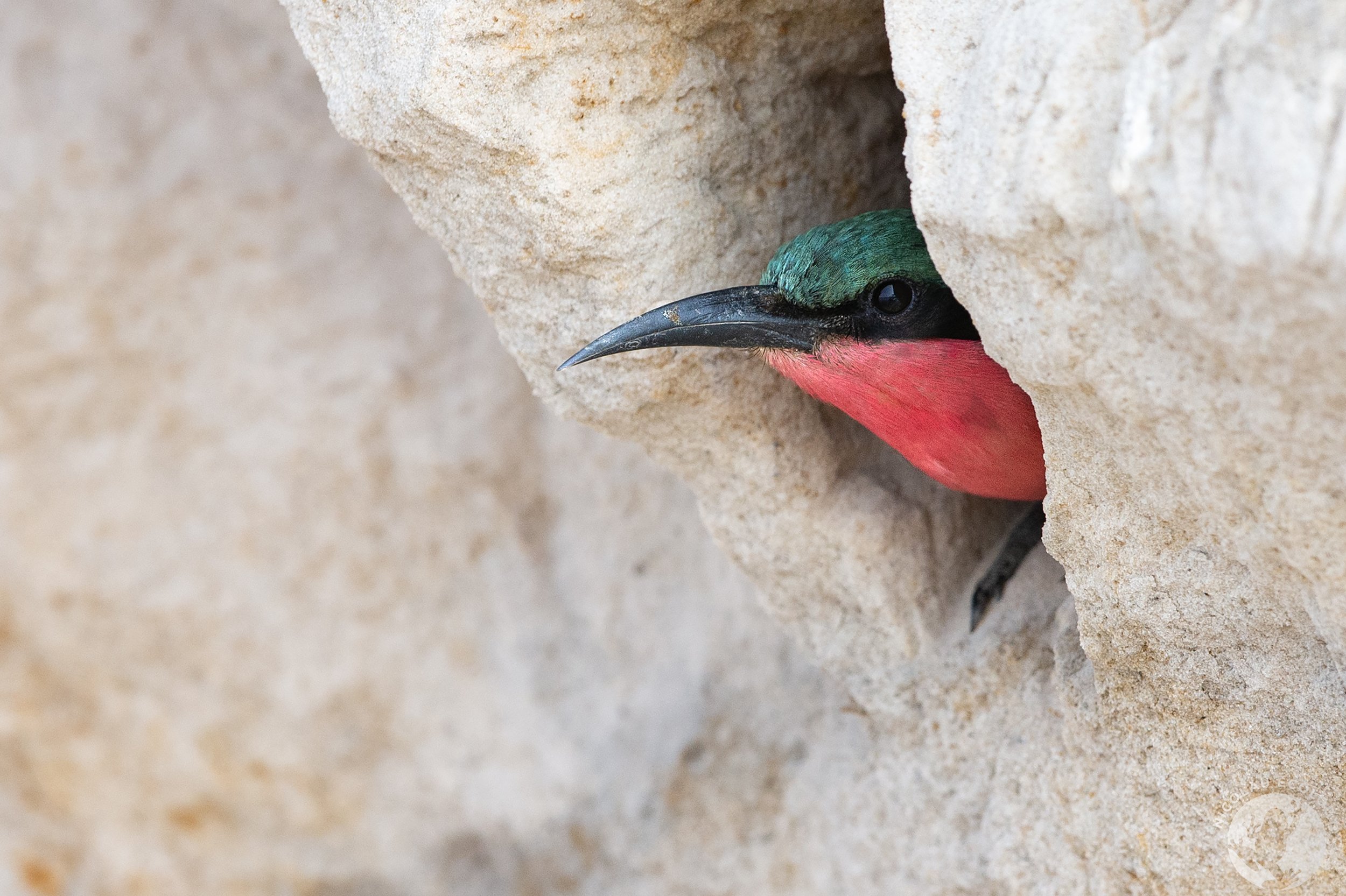 Merops nubicoides - Southern Carmine Bee-eater
