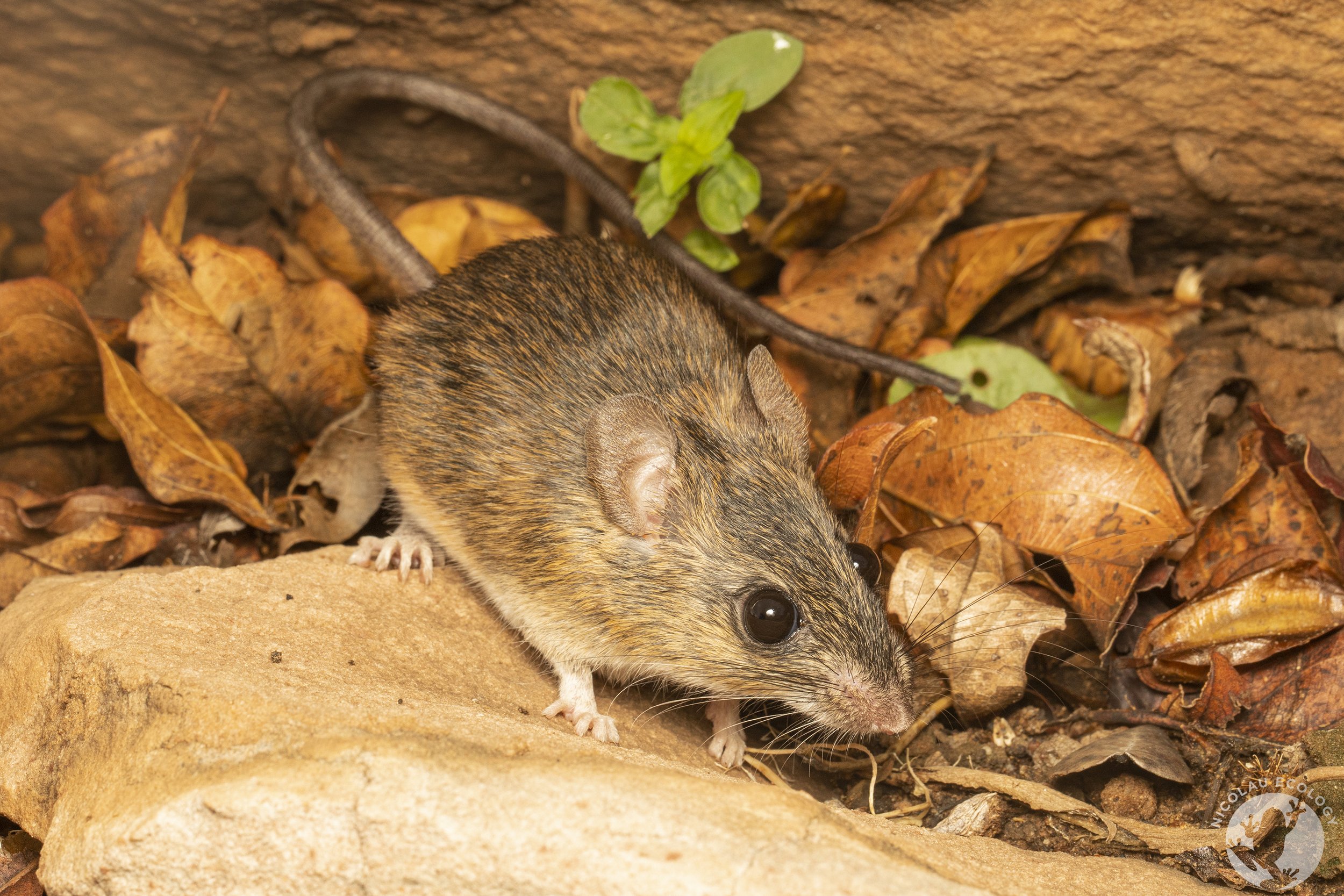 Aethomys namaquensis - Namaqua Rock Mouse