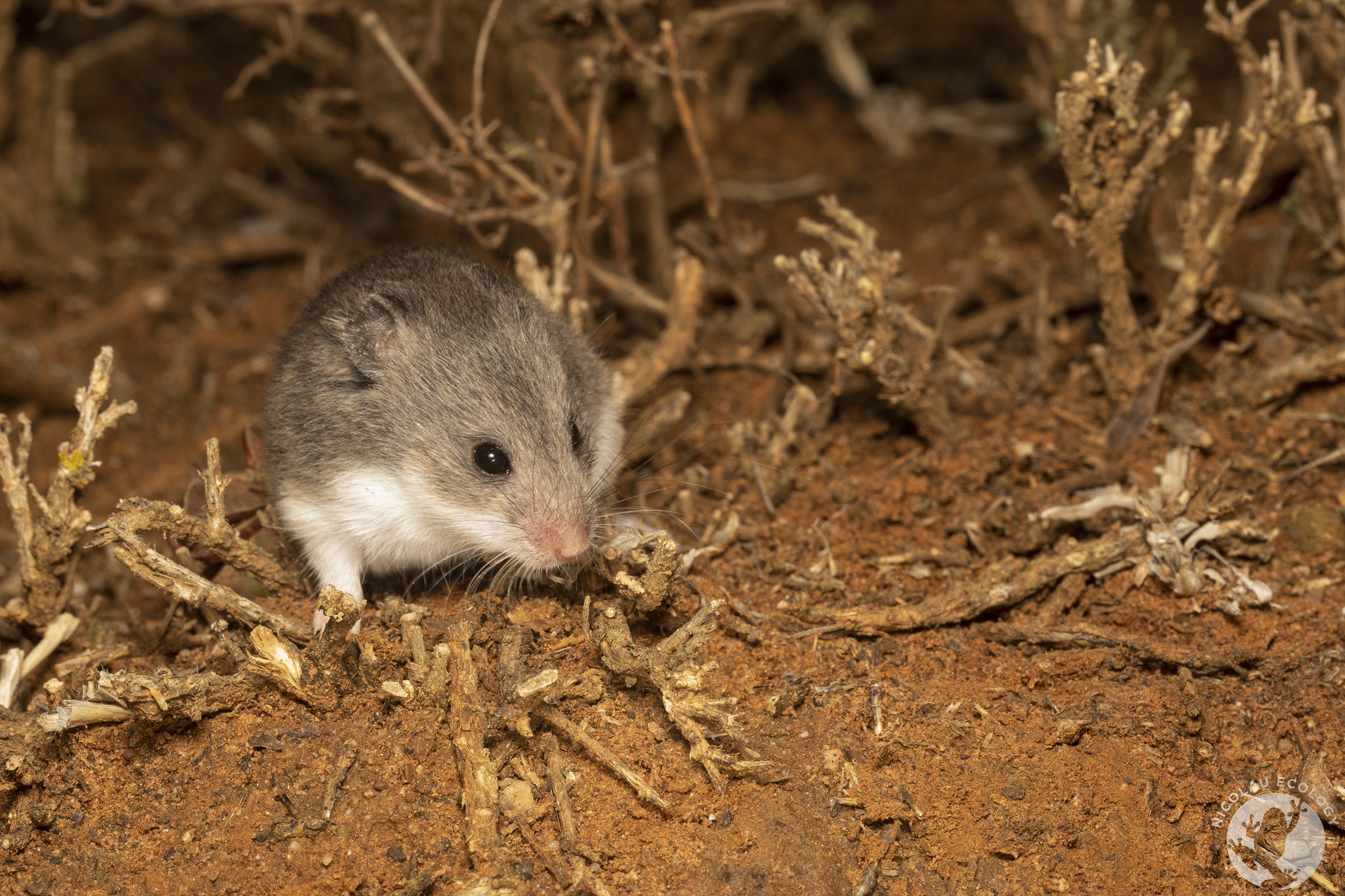 Saccostomus campestris - Pouched Mouse
