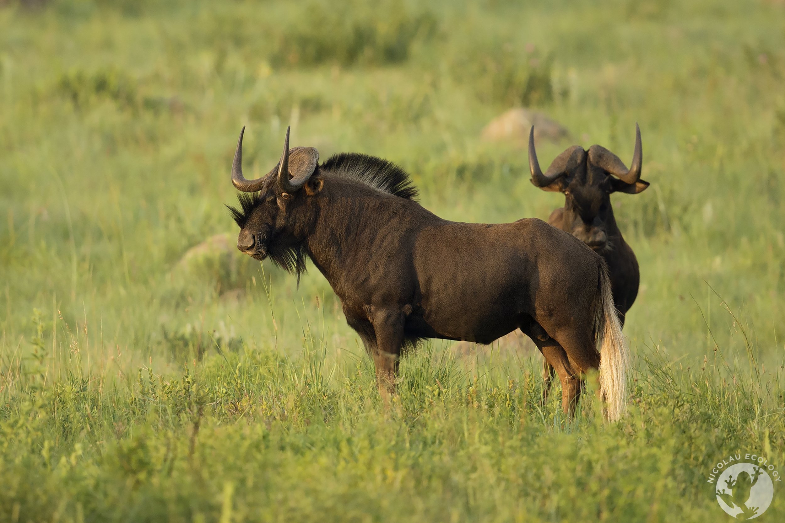Connochaetes gnou - Black Wildebeest