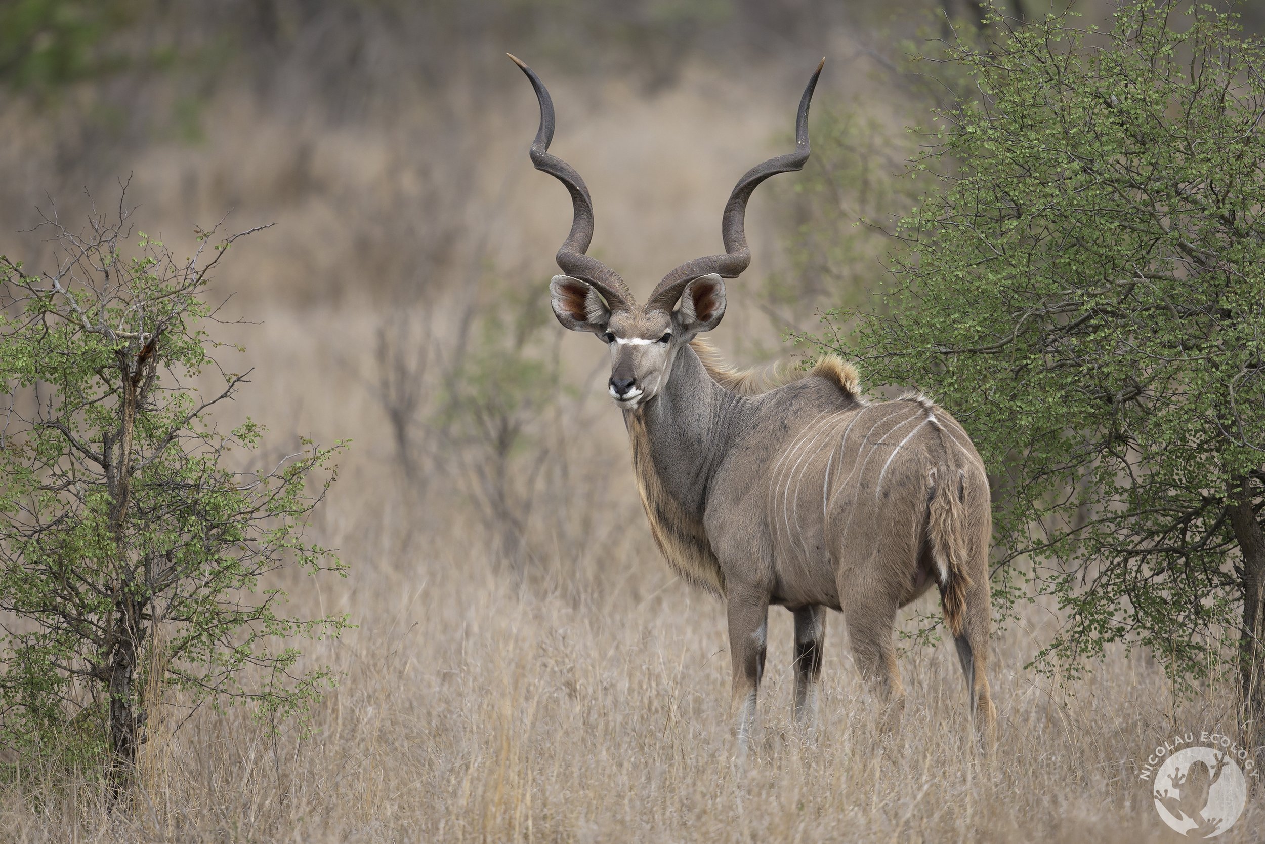 Tragelaphus strepsiceros - Greater kudu