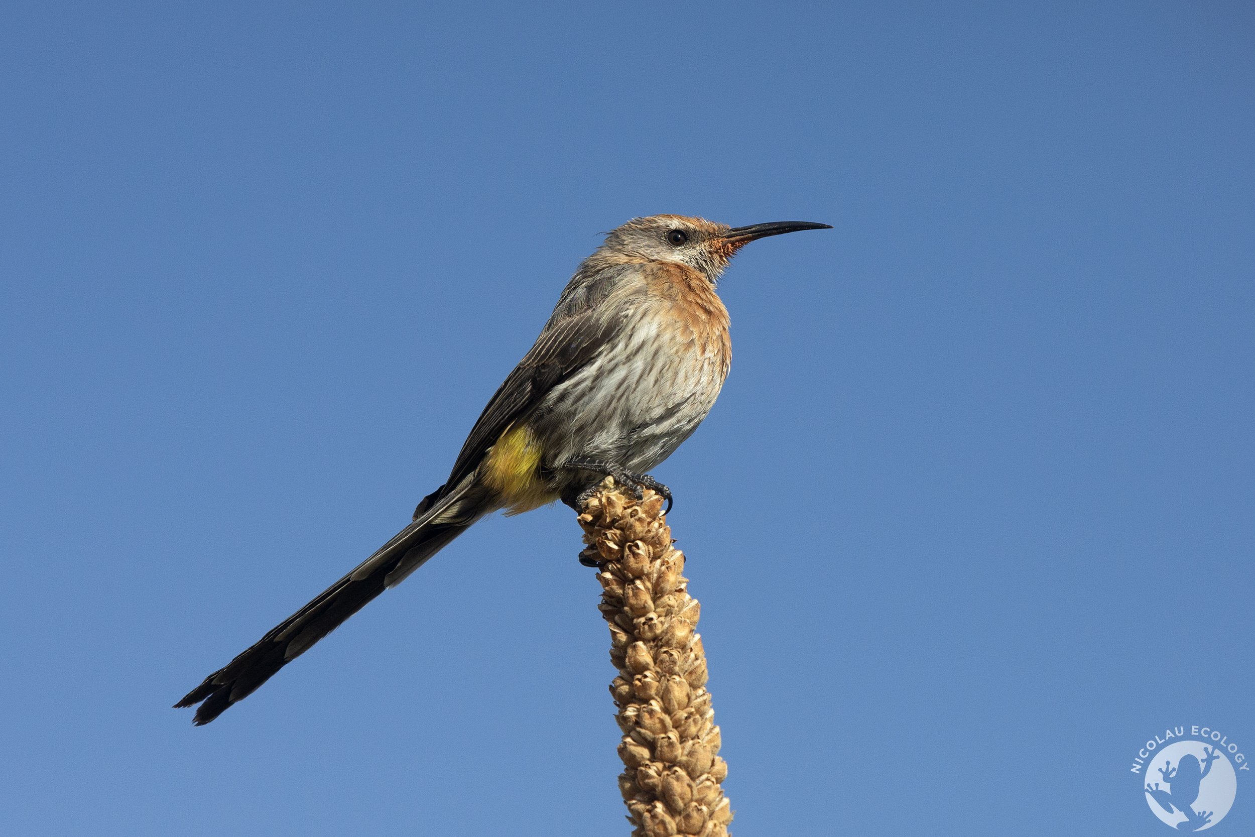 Promerops gurneyi - Gurney's Sugarbird