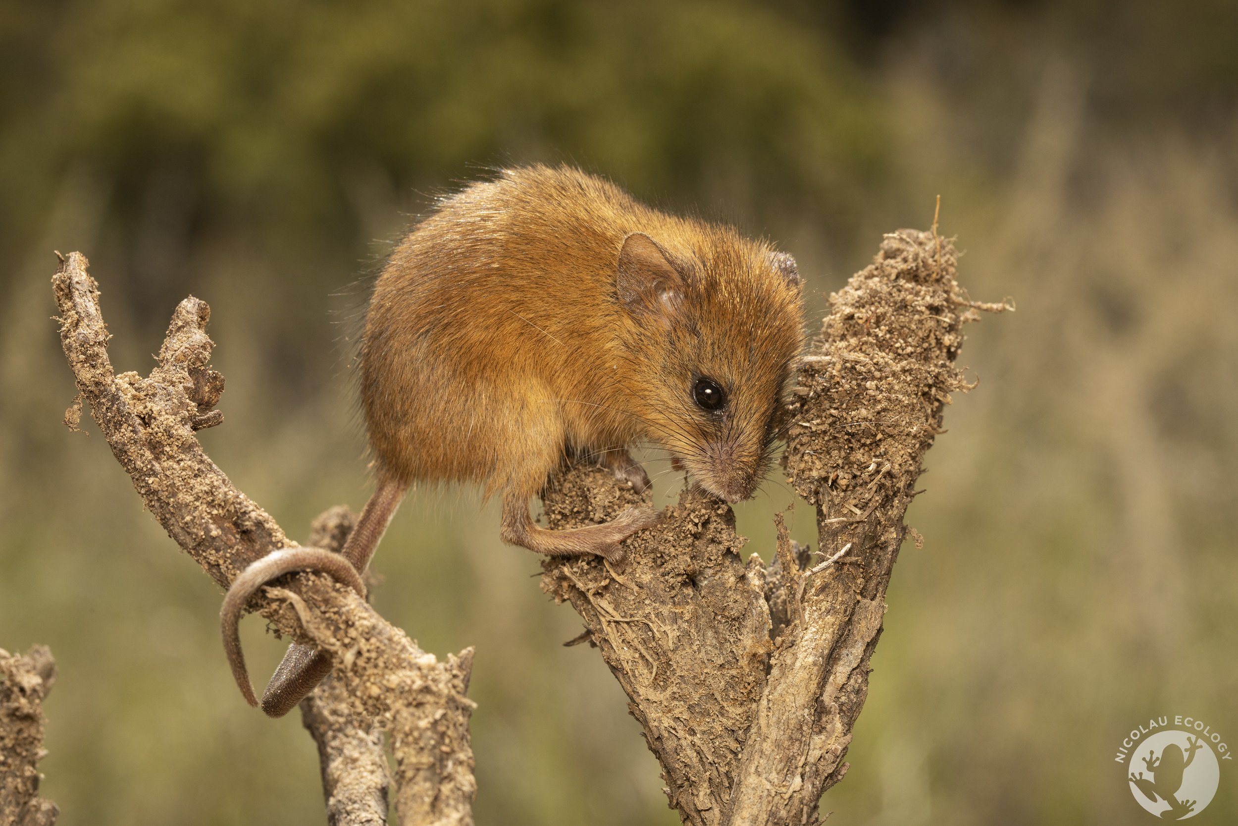 Dendromus mesomelas - Brant's Climbing Mouse 