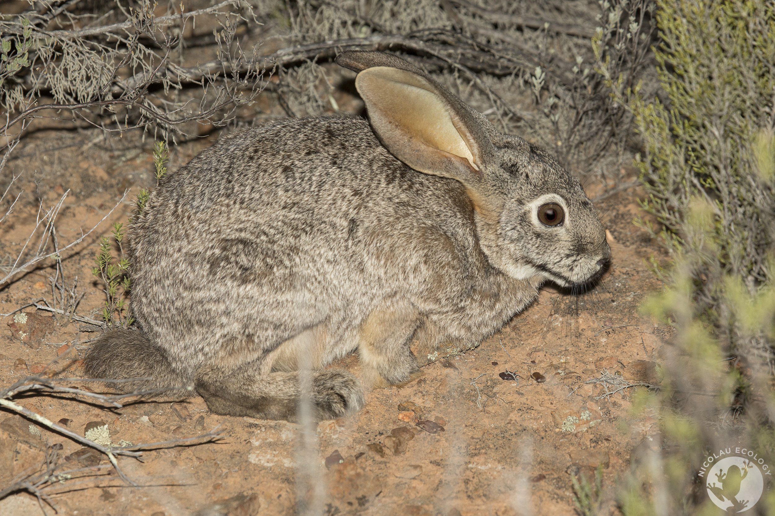 Bunolagus monticularis - Riverine Rabbit