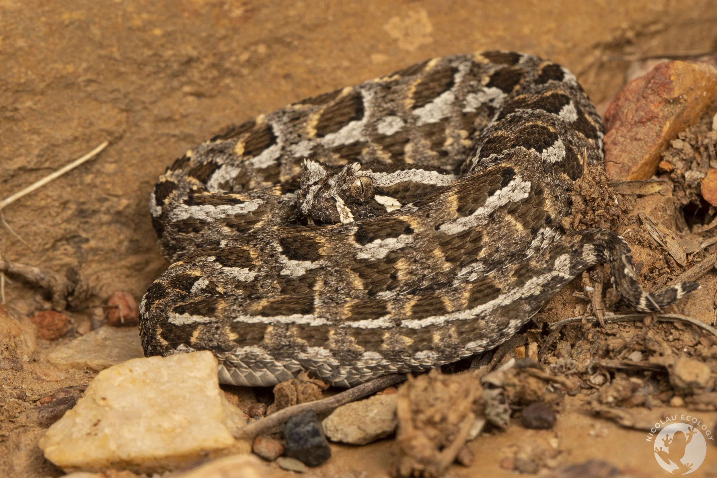 Bitis rubida