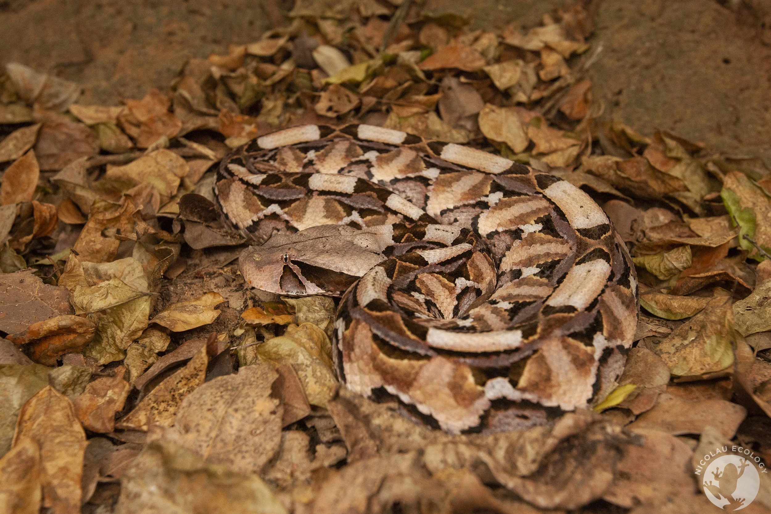 Bitis gabonica