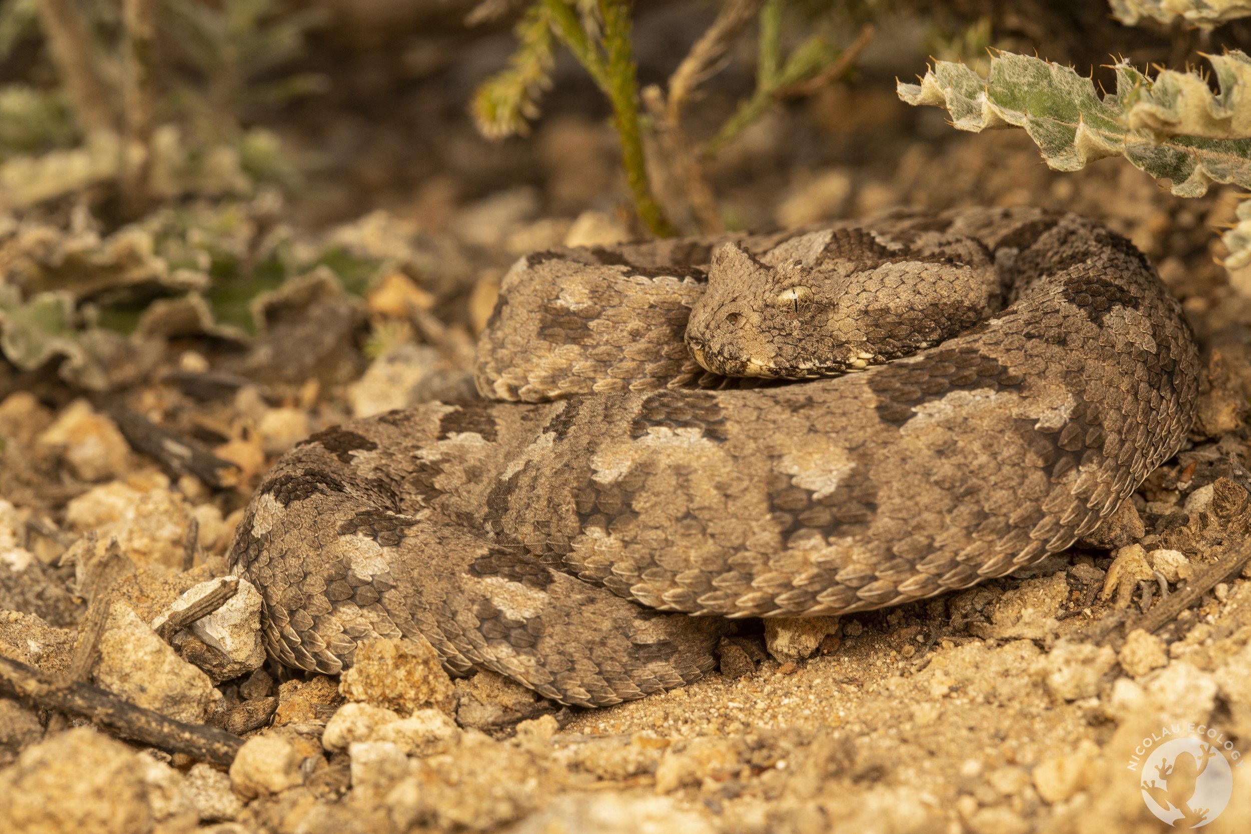 Bitis albanica