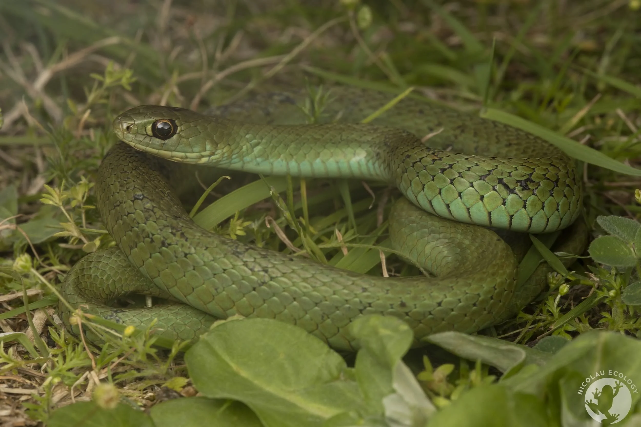 Amplorhinus multimaculatus