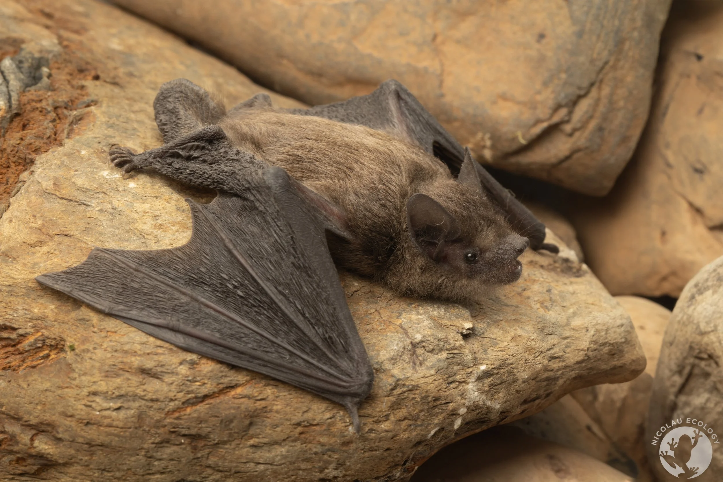 Laephotis capensis - Cape Serotine