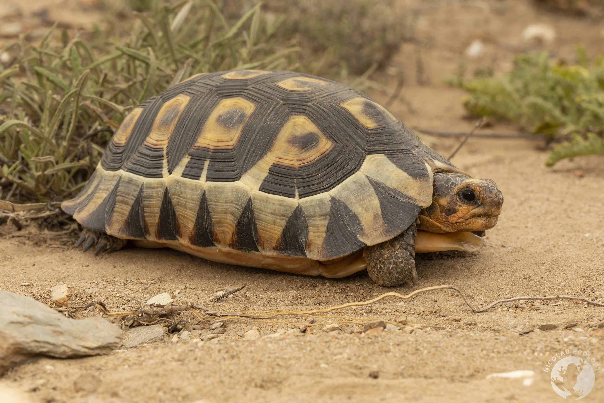 Chersina agnulata