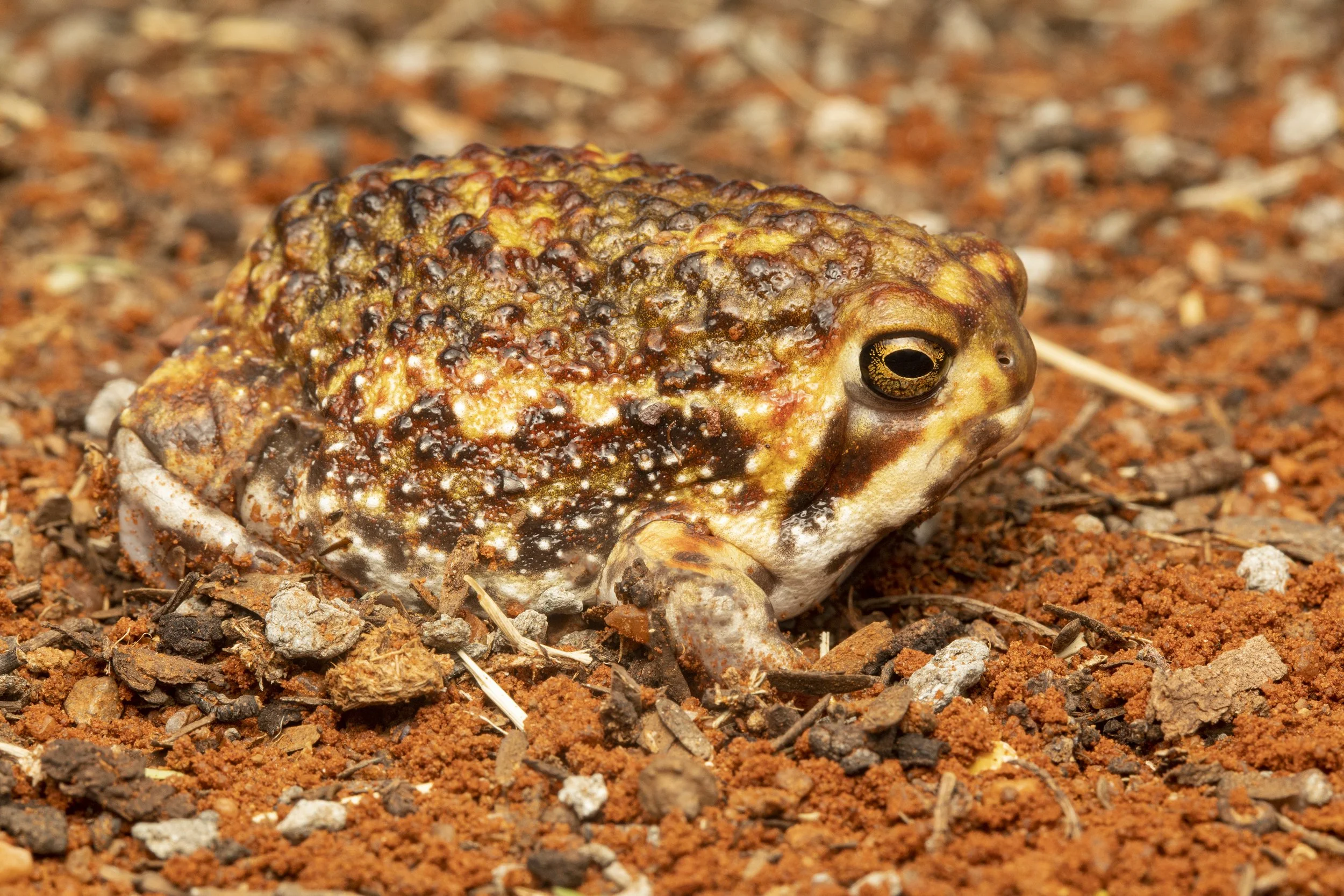 AMPHIBIANS