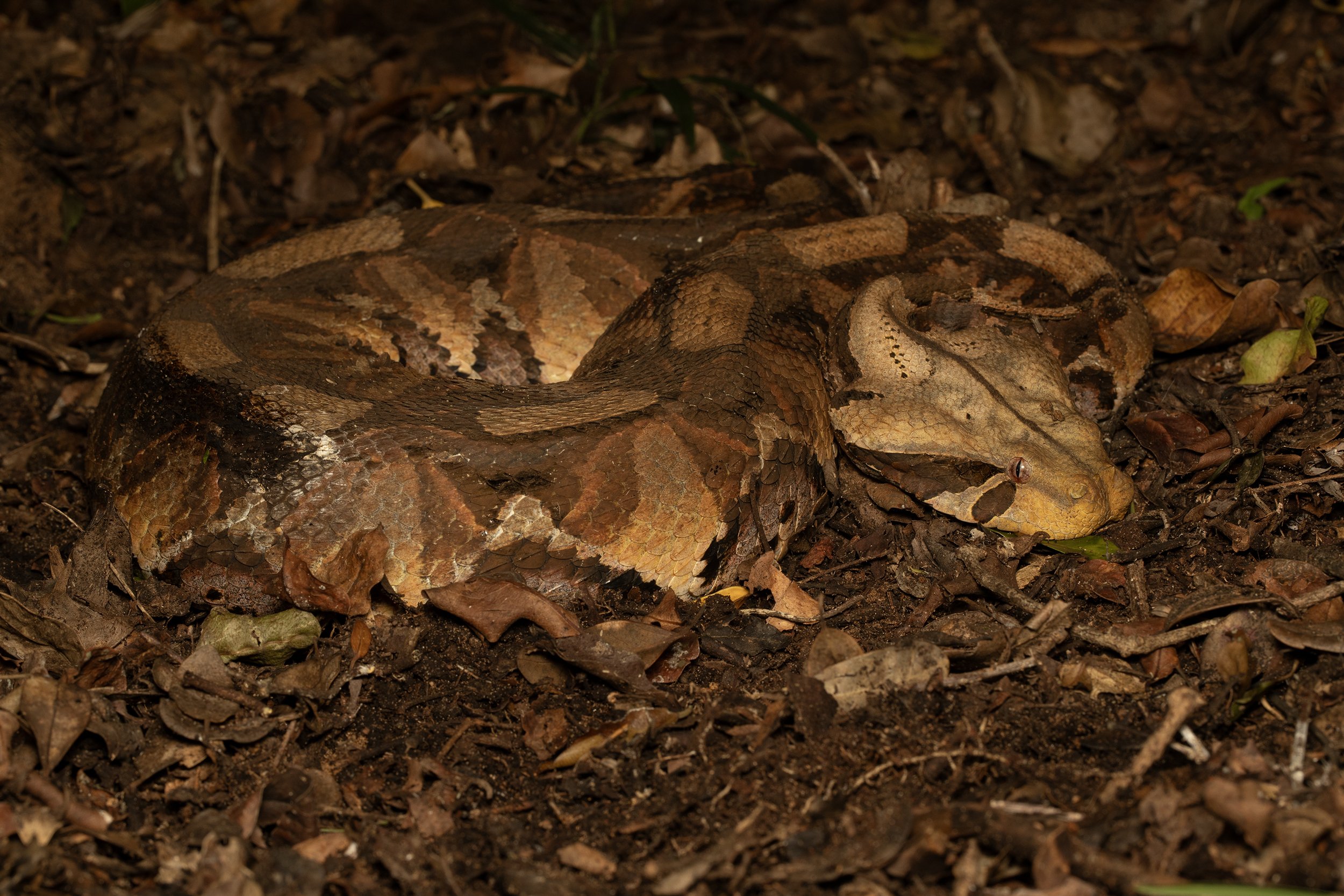 REPTILES
