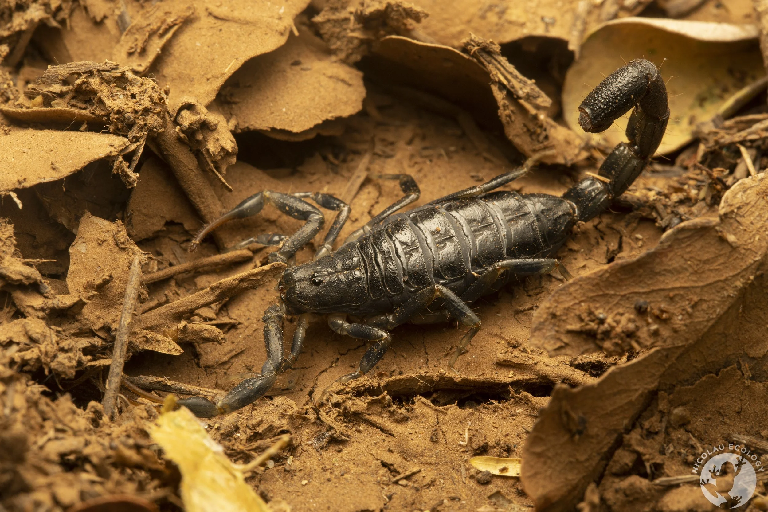 Uroplectes olivaceus - Olive Lesser-Thicktail Scorpion.jpg