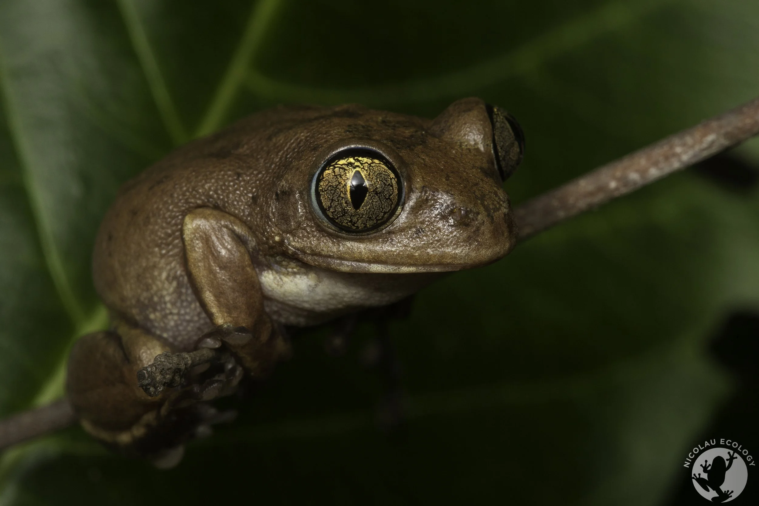 Leptopelis broadleyi — NICOLAU ECOLOGY
