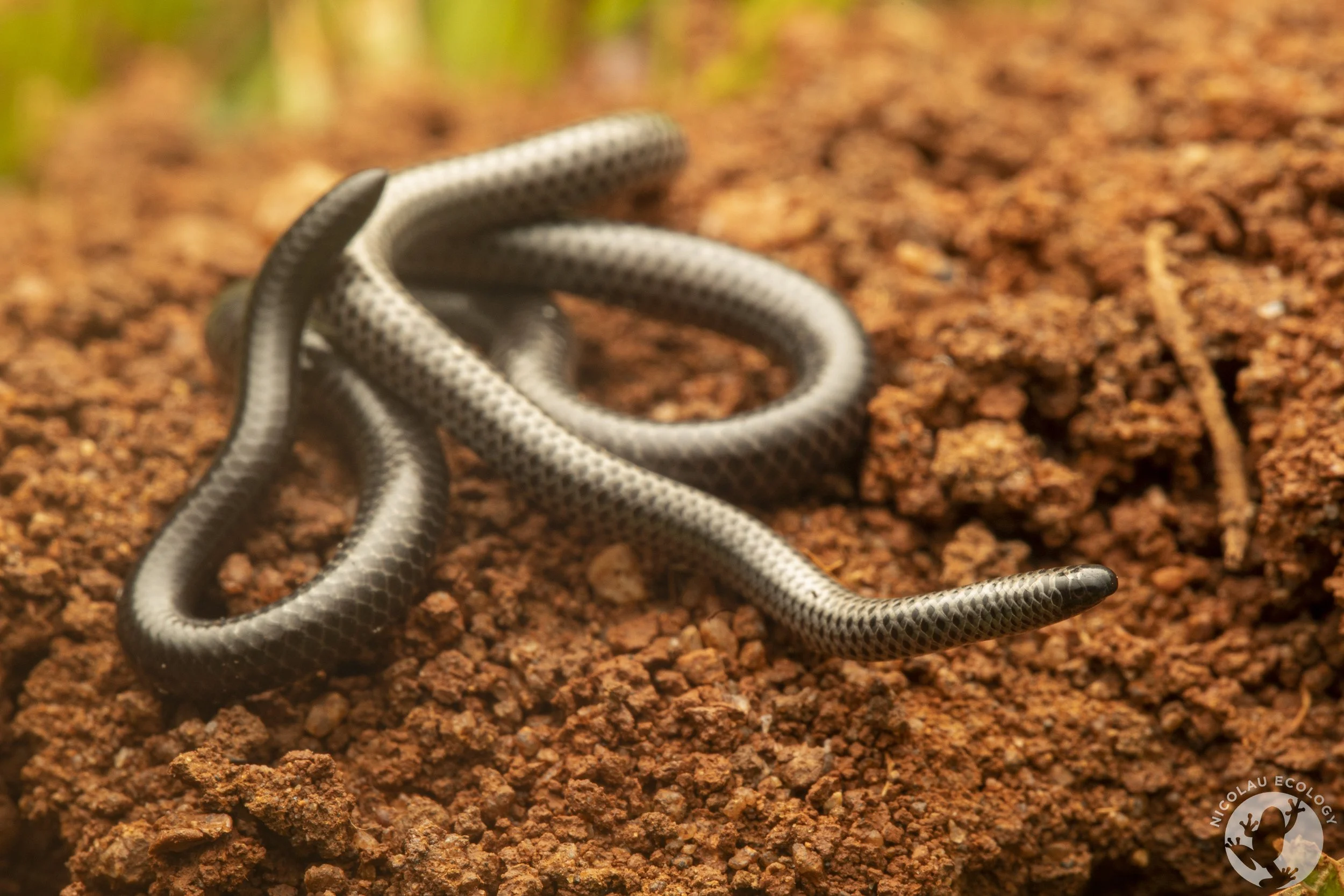 Leptotyphlops distanti — NICOLAU ECOLOGY