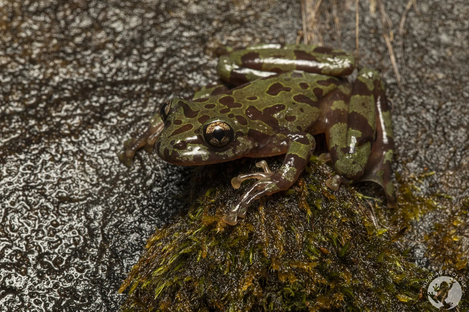 Heleophryne regis — NICOLAU ECOLOGY