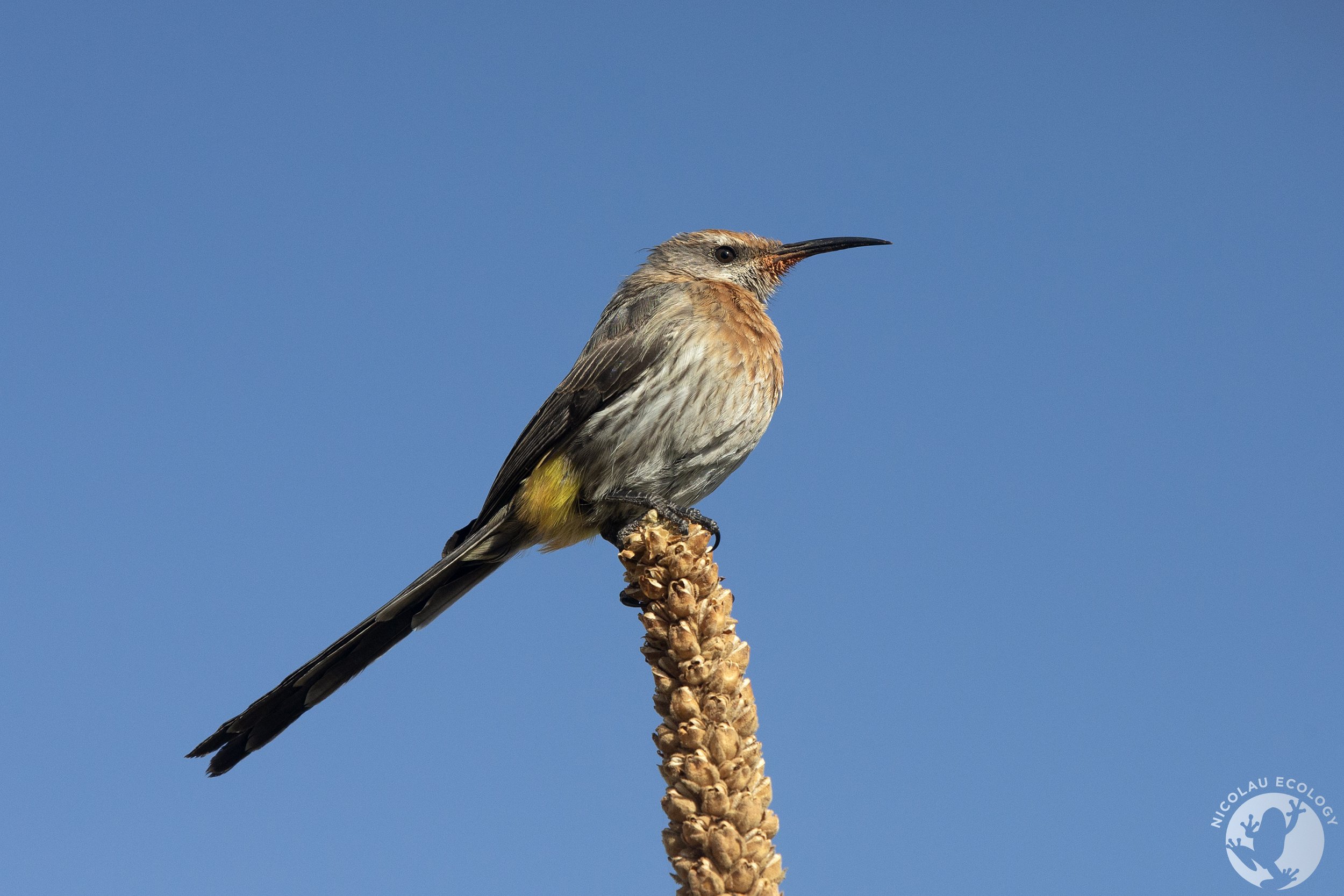 Promerops gurneyi Gurney's Sugarbird — NICOLAU ECOLOGY