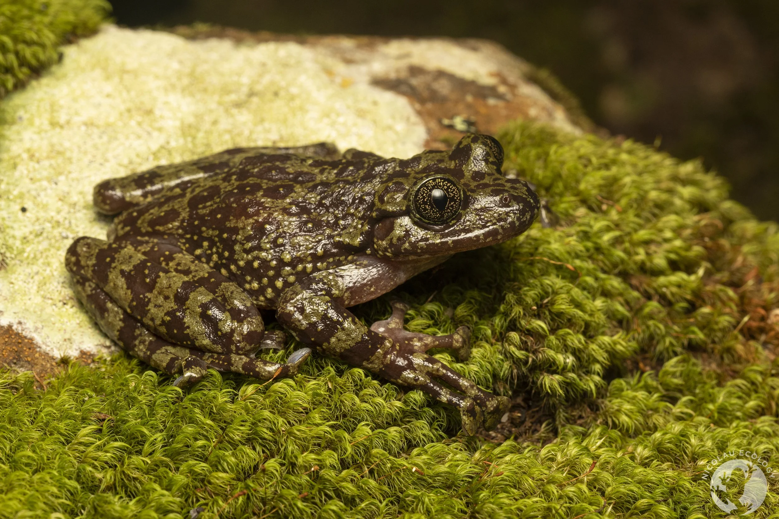 Heleophryne rosei - Table Mountain Ghost Frog — NICOLAU ECOLOGY