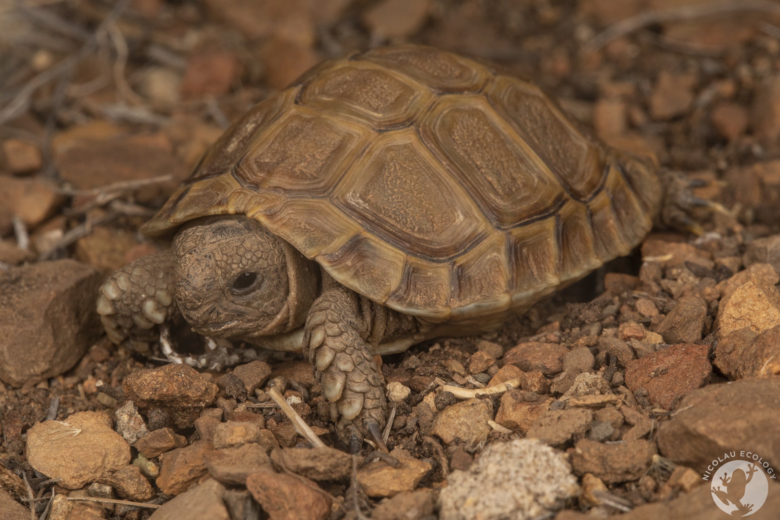 Homopus femoralis Greater Padloper — NICOLAU ECOLOGY