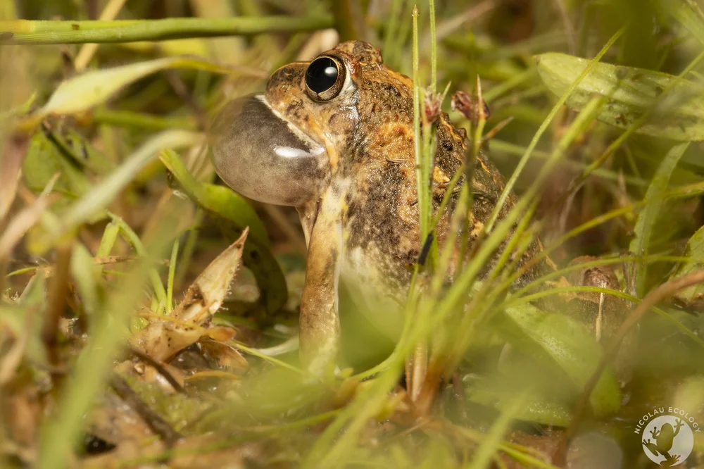 Tomopterna adiastola - Confused Sand Frog — NICOLAU ECOLOGY