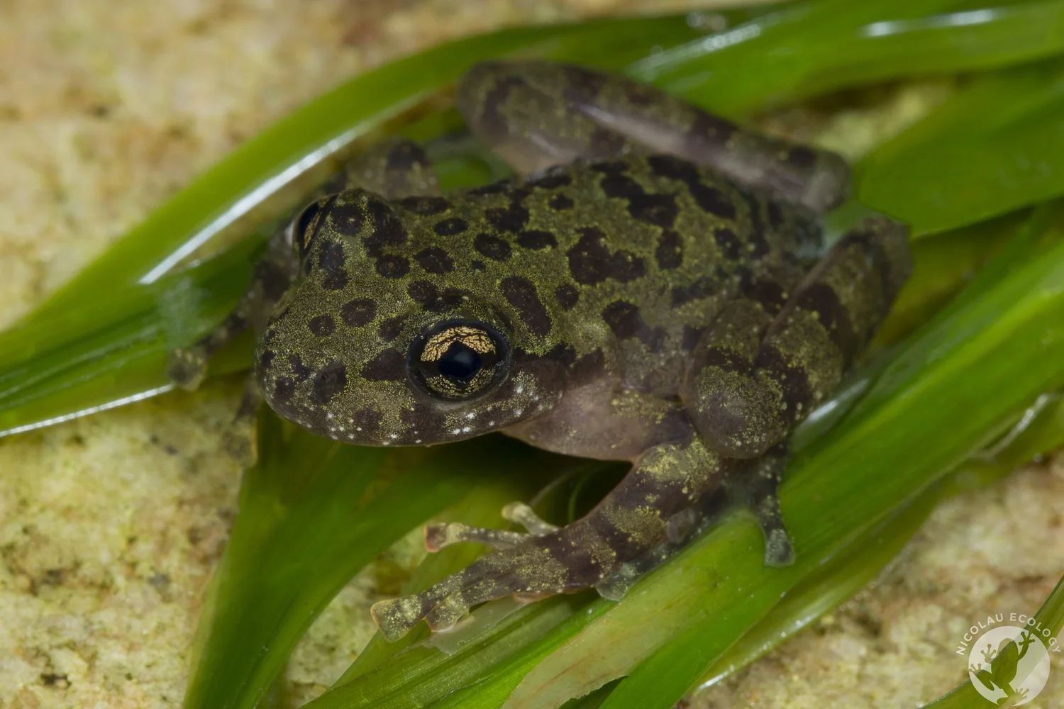 Heleophryne purcelli — NICOLAU ECOLOGY