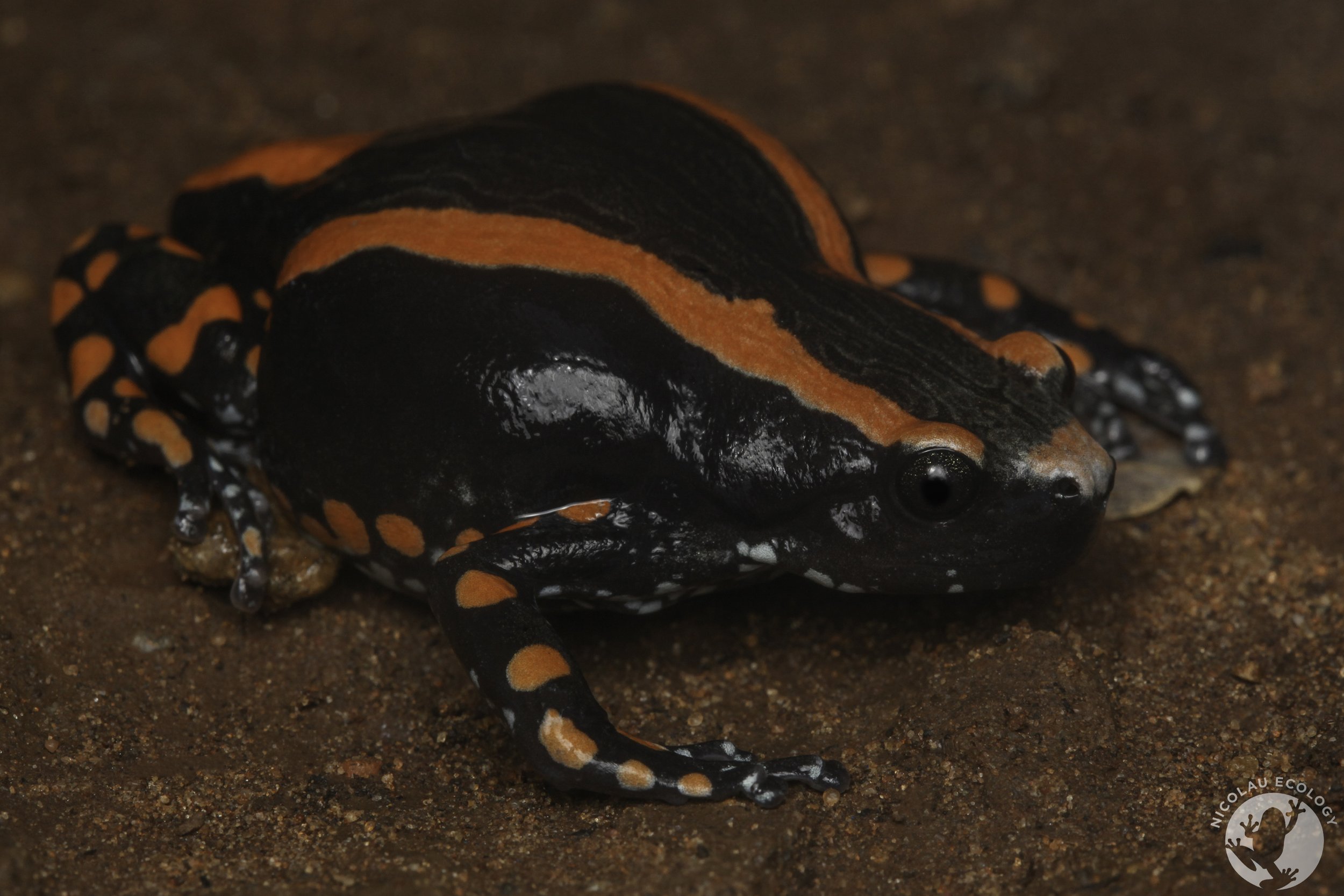 Phrynomantis bifasciatus - Banded Rubber Frog — NICOLAU ECOLOGY
