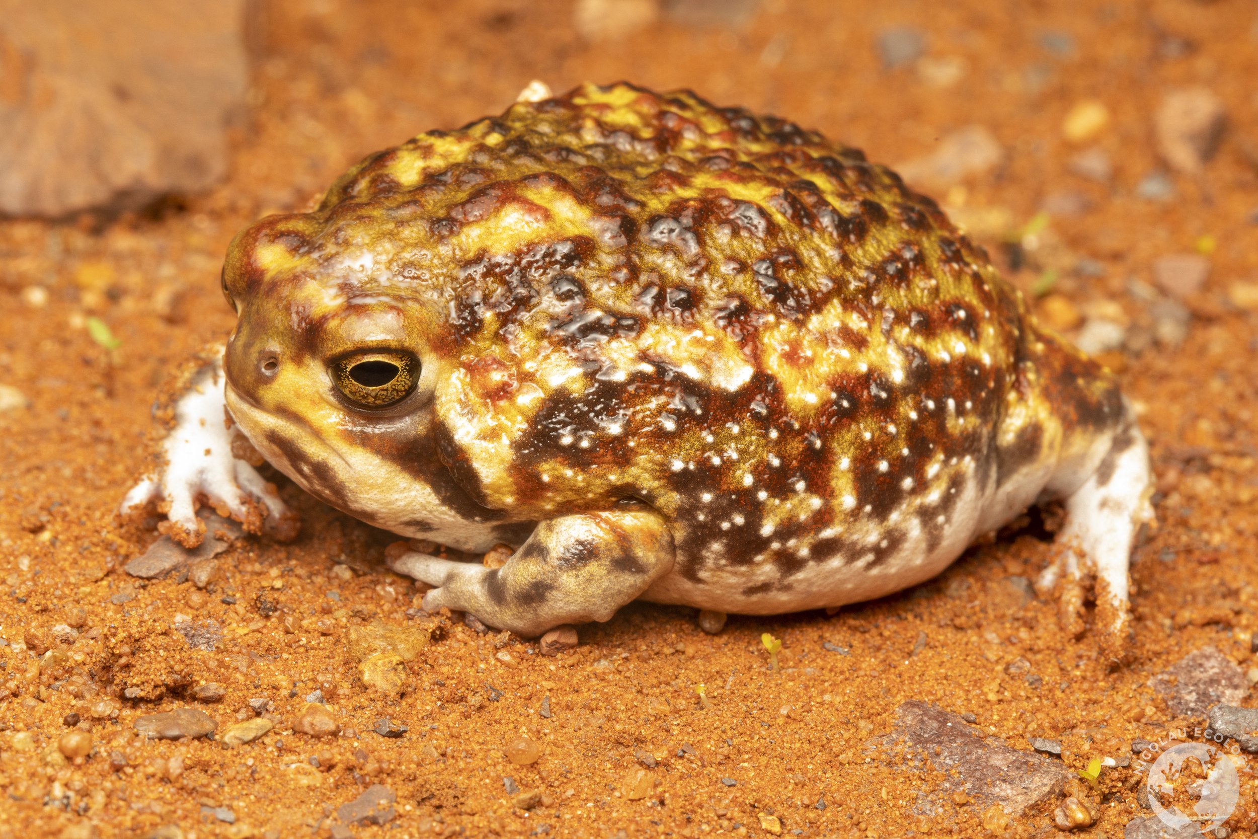 Breviceps adspersus Bushveld Rain Frog — NICOLAU ECOLOGY