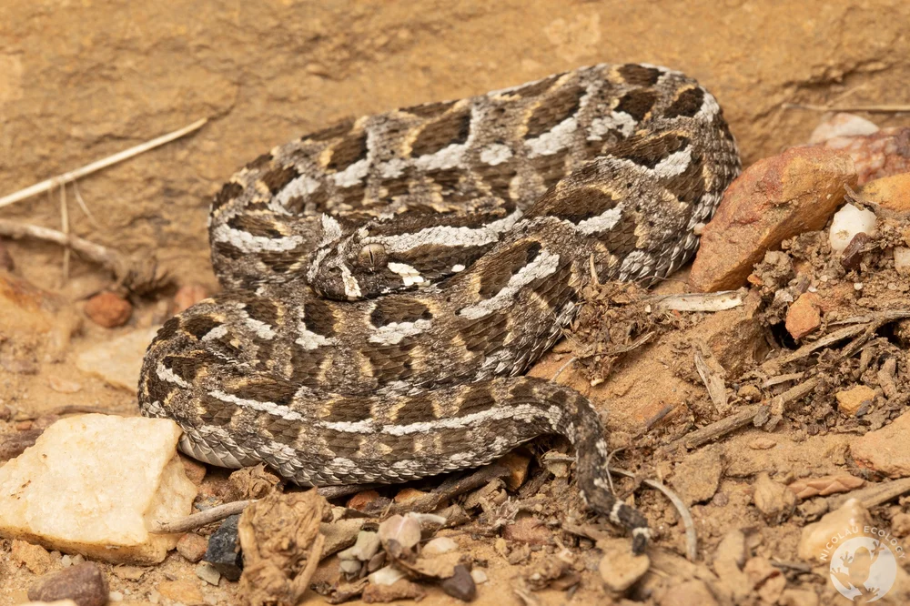 Bitis rubida — NICOLAU ECOLOGY