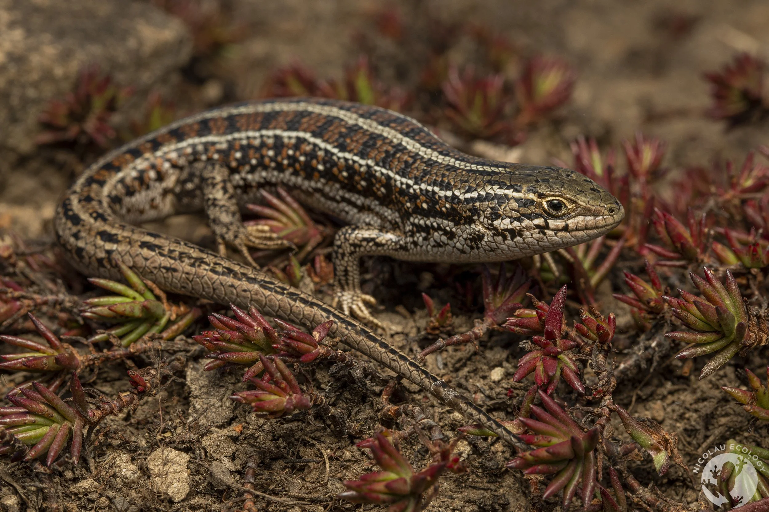 Trachylepis occidentalis — NICOLAU ECOLOGY