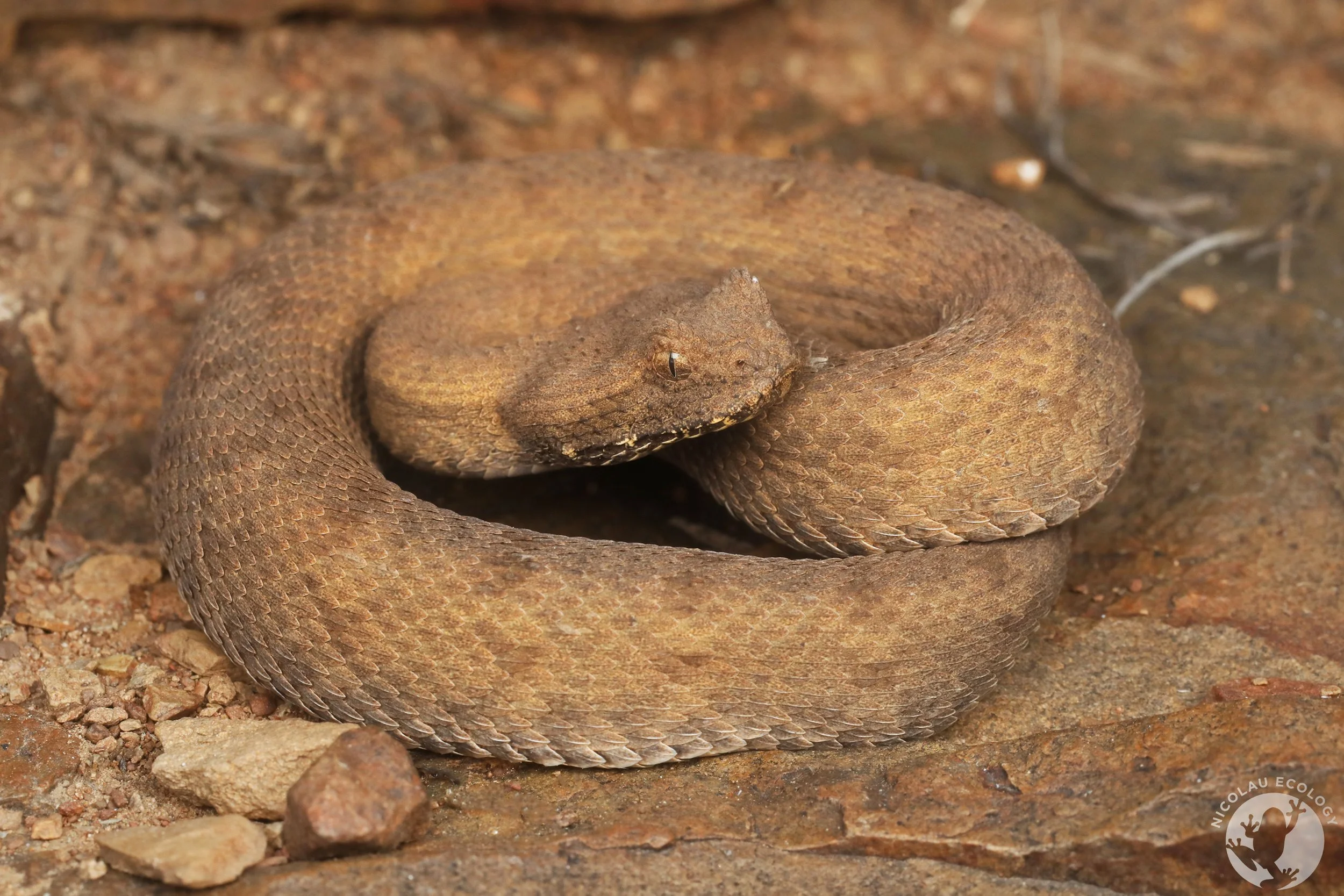 Bitis Inornata Bitis inornata — NICOLAU ECOLOGY