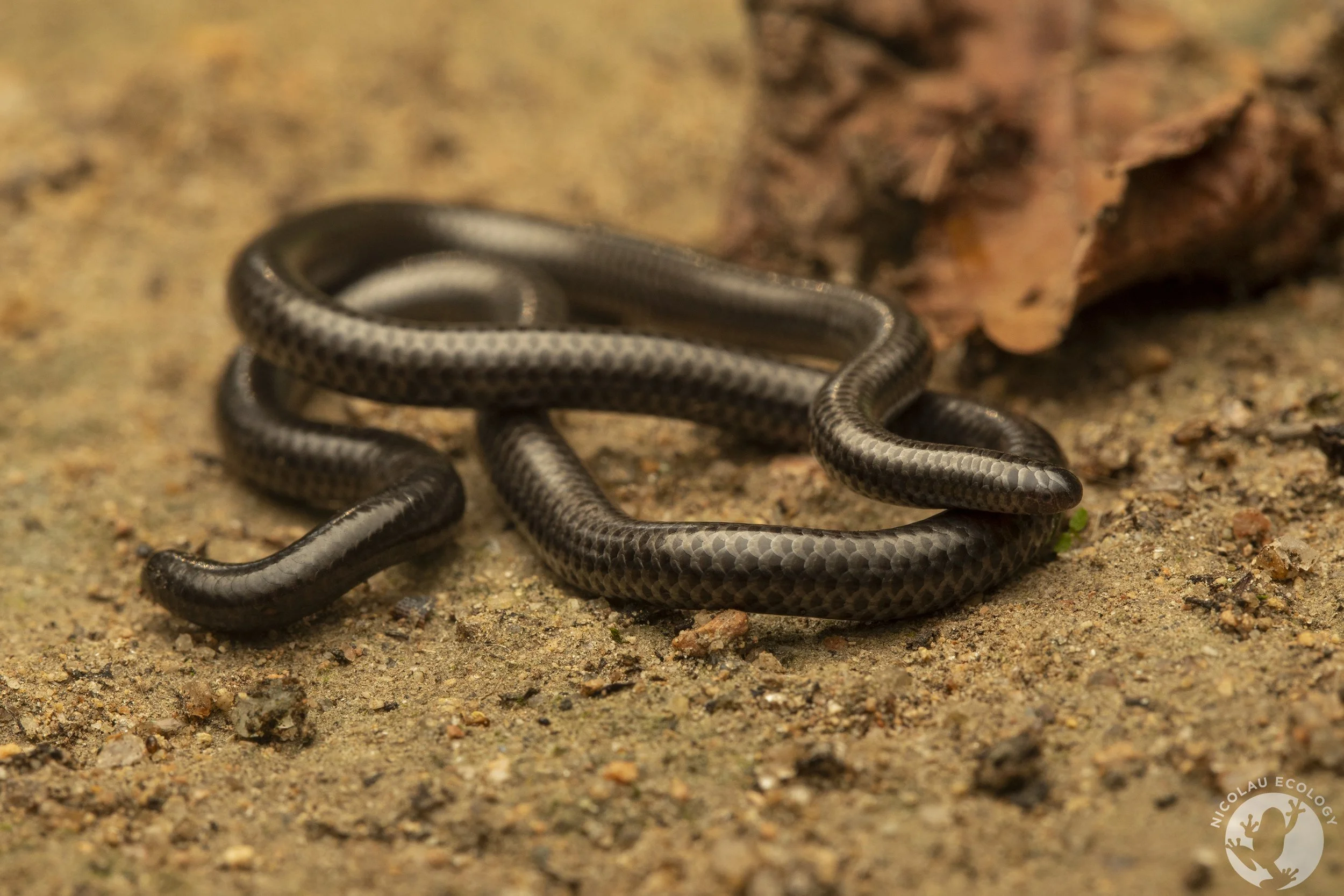leptotyphlops-telloi-tello-s-thread-snake-nicolau-ecology