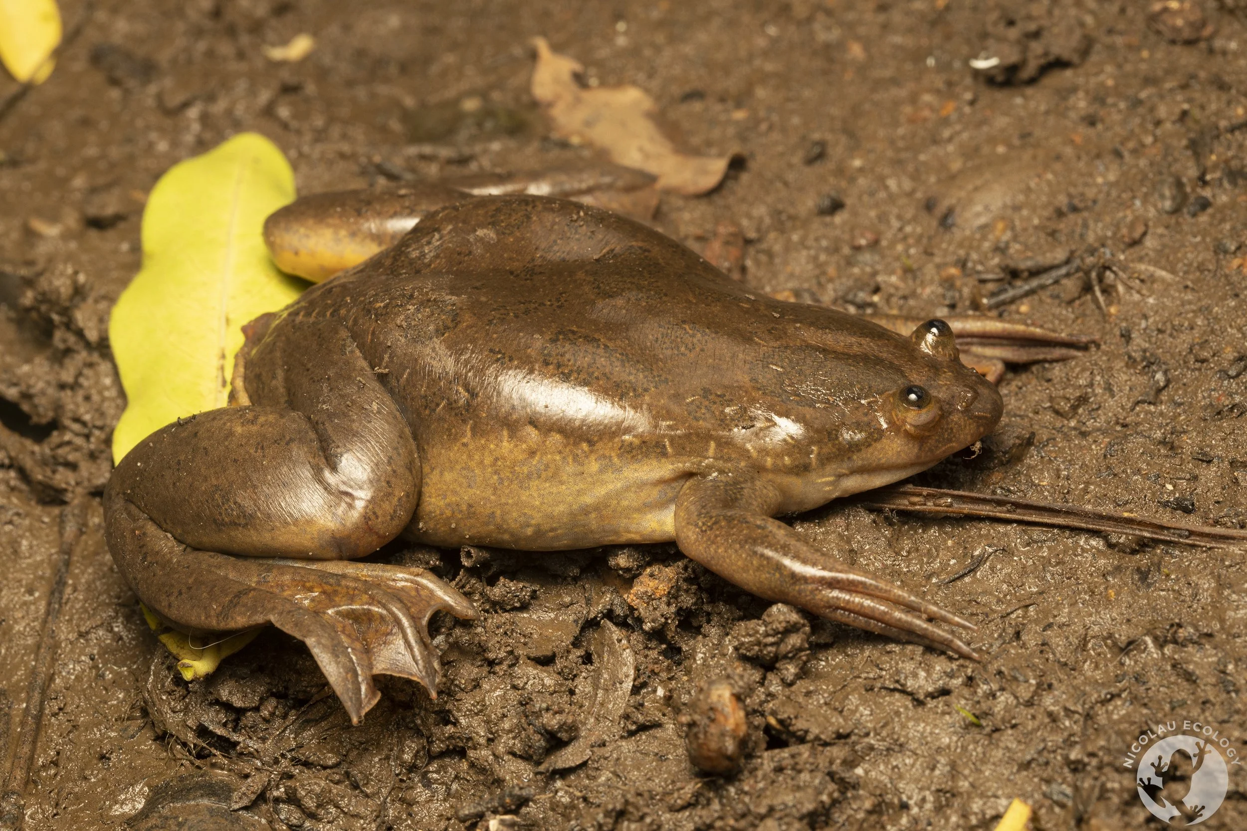Xenopus muelleri Müller's platanna — NICOLAU ECOLOGY