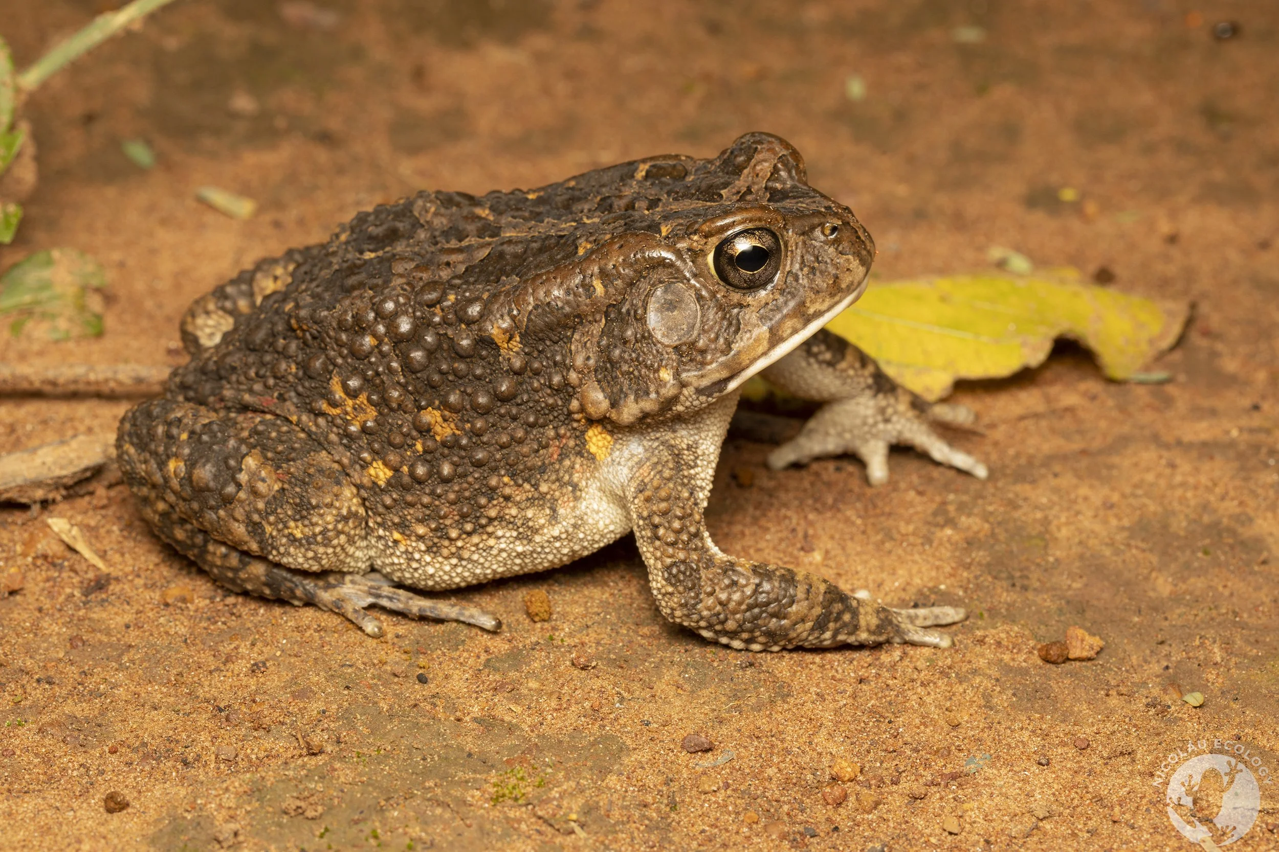 Sclerophrys gutturalis - Guttural Toad Nicolau Ecology.jpg