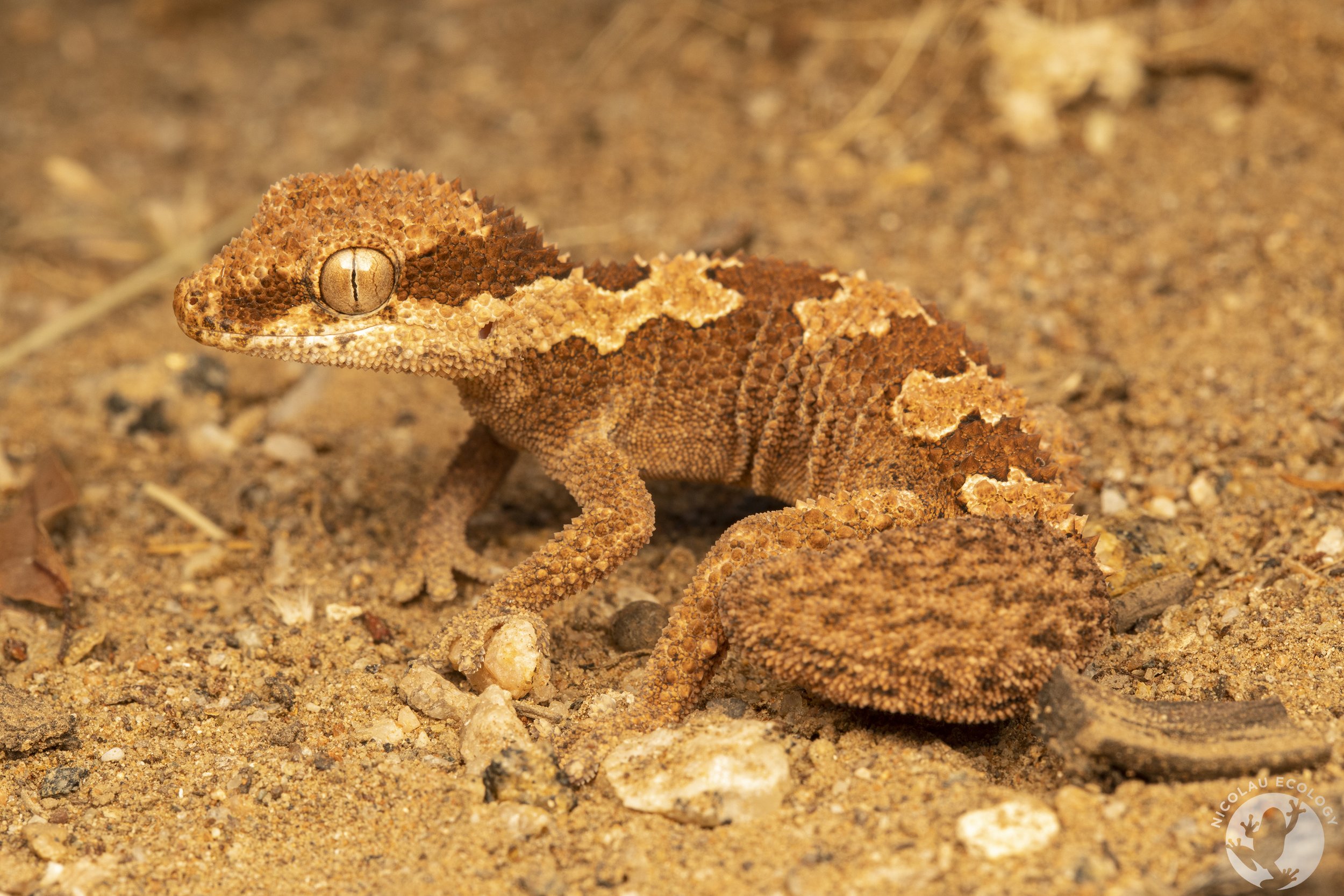 Pachydactylus rugosus - Common Rough Gecko — NICOLAU ECOLOGY