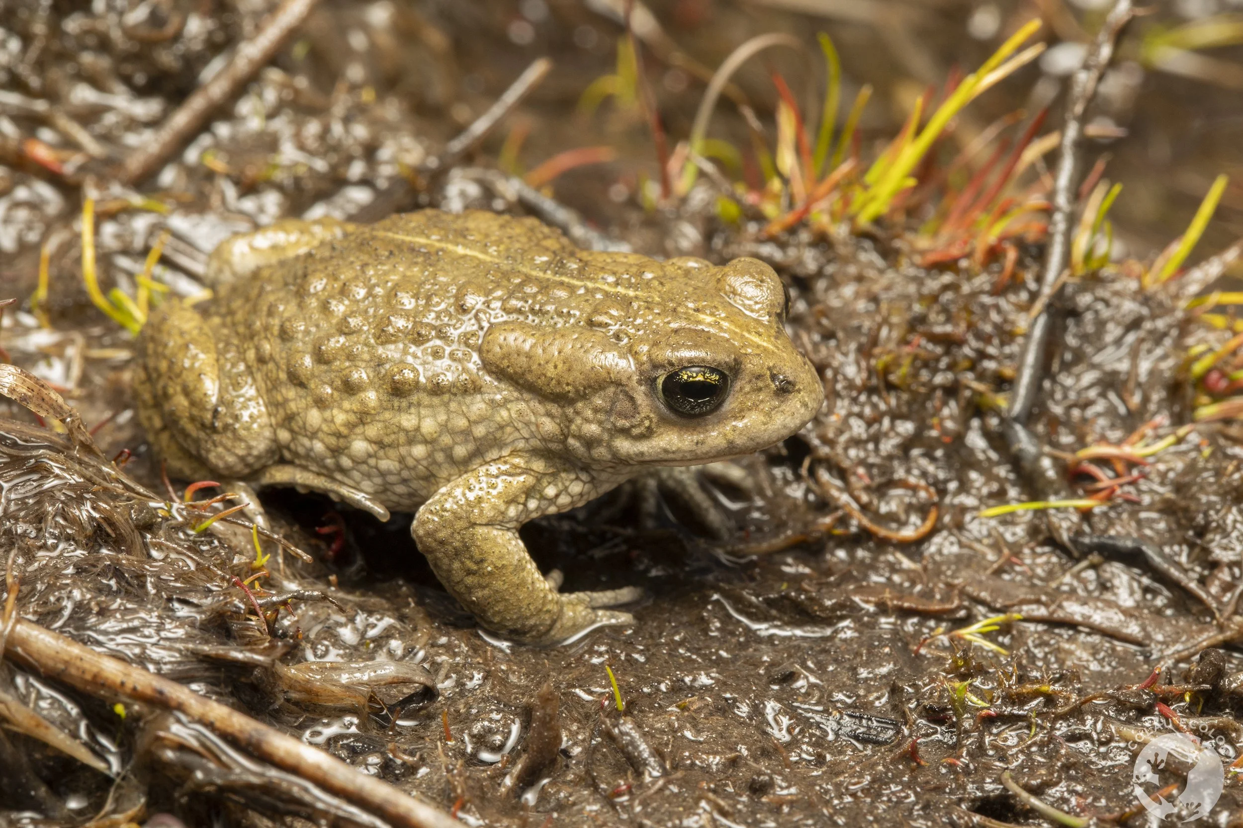 Vandijkophrynus amatolicus - Amatola toad.jpg