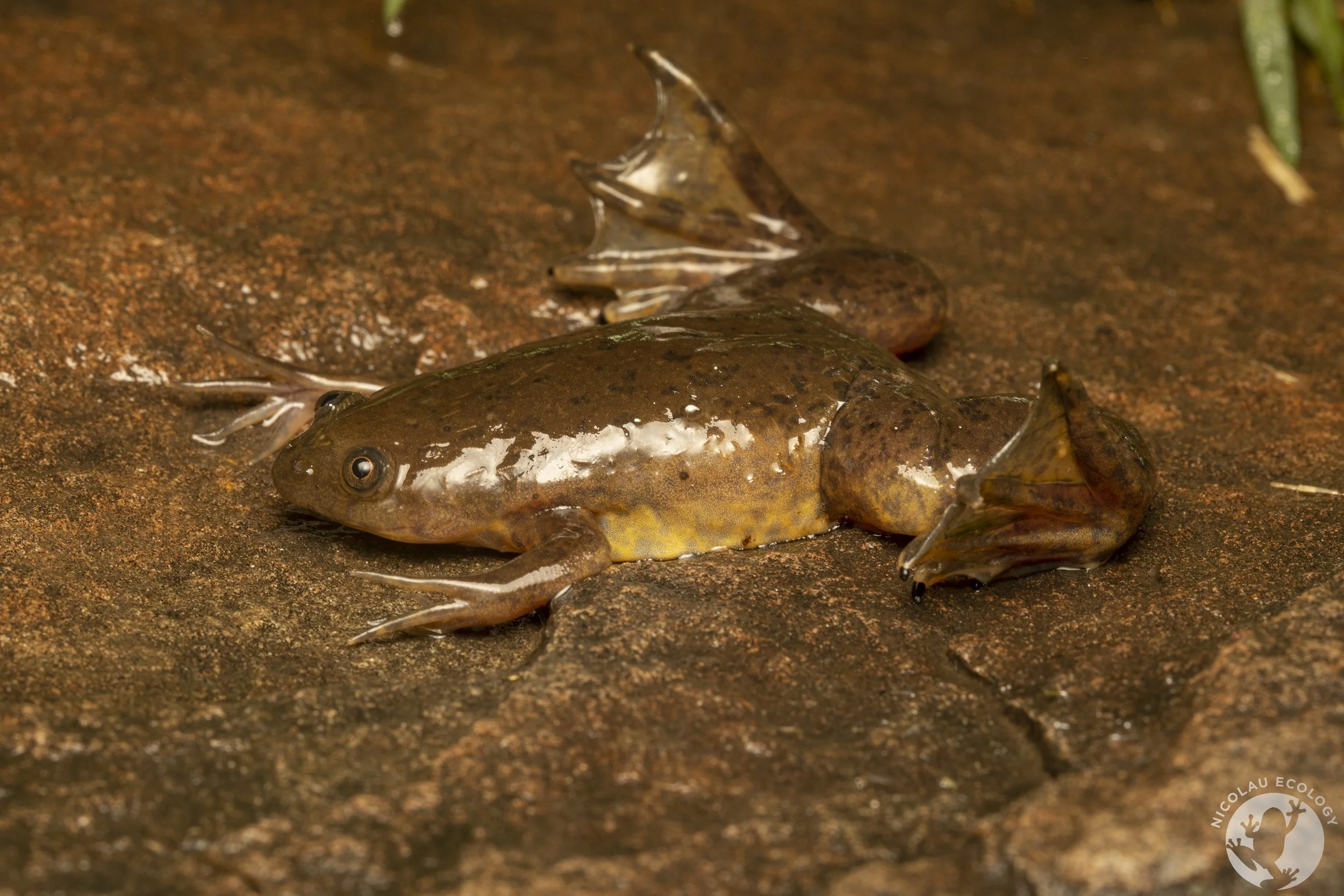 Xenopus Laevis NICOLAU ECOLOGY xenopus-laevis-nicolau-ecology