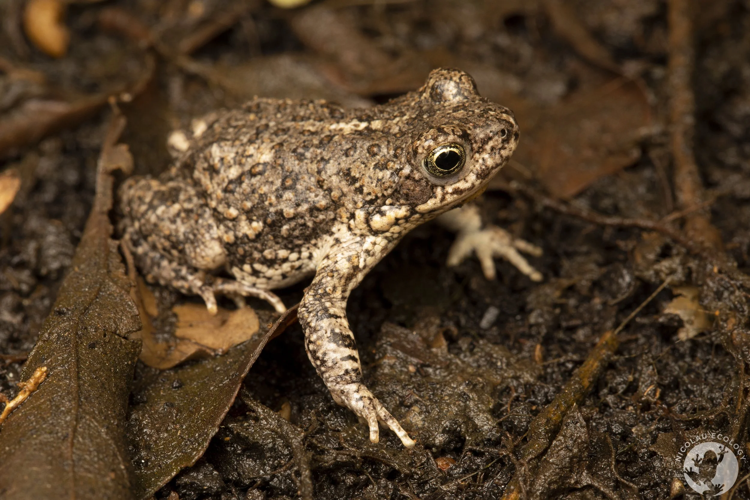 Poyntonophrynus vertebralis Southern Pygmy Toad — NICOLAU ECOLOGY