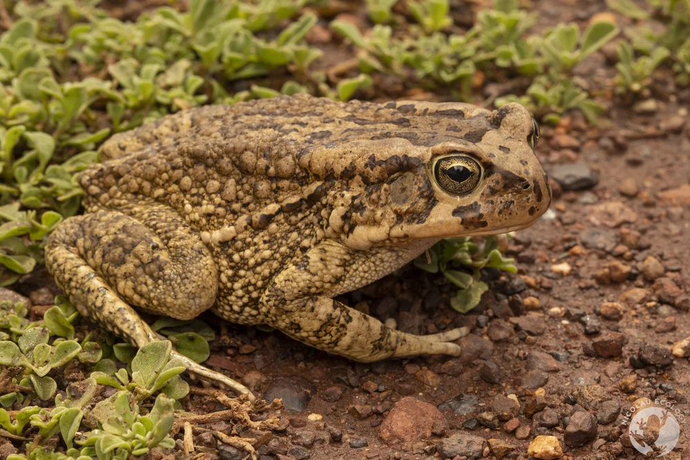 Sclerophrys capensis - Raucous Toad — NICOLAU ECOLOGY