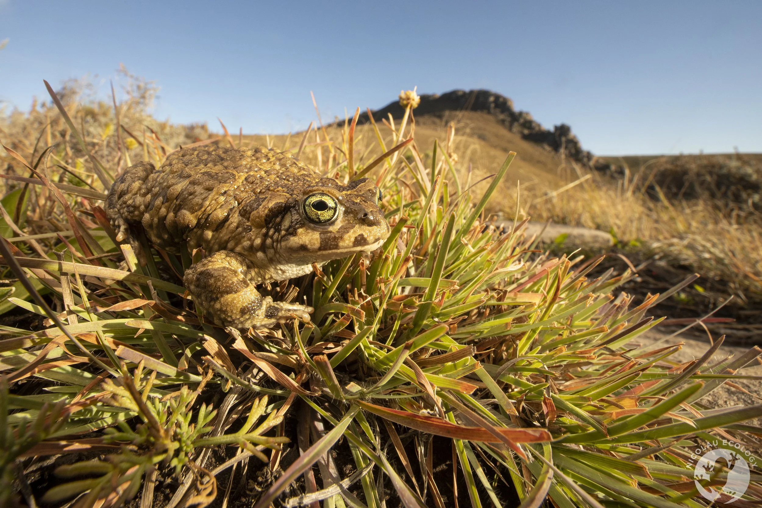 Vandijkophrynus gariepensis - Karoo Toad.jpg