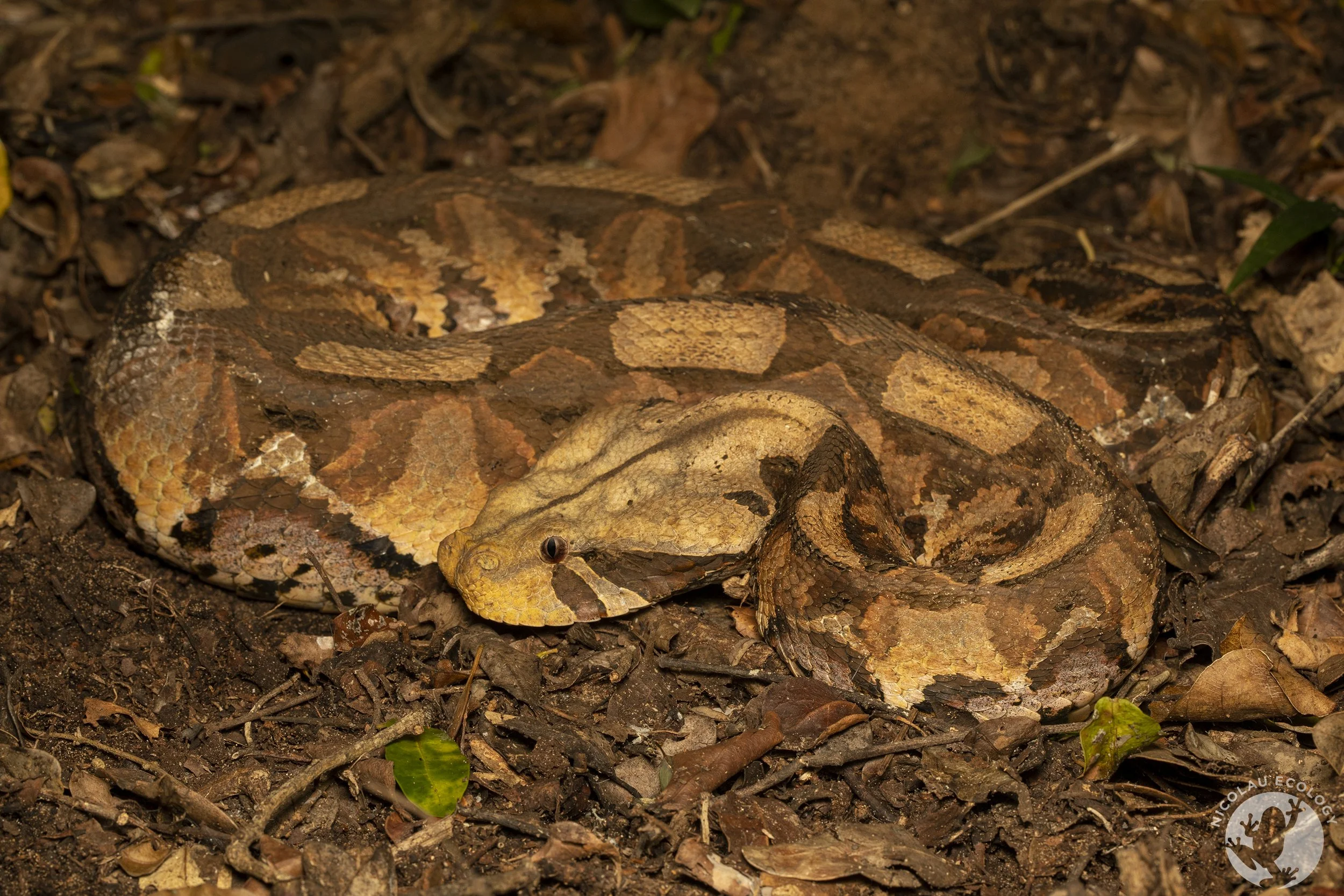 Bitis Inornata Bitis Rubida — Nicolau Ecology – BUMWIP