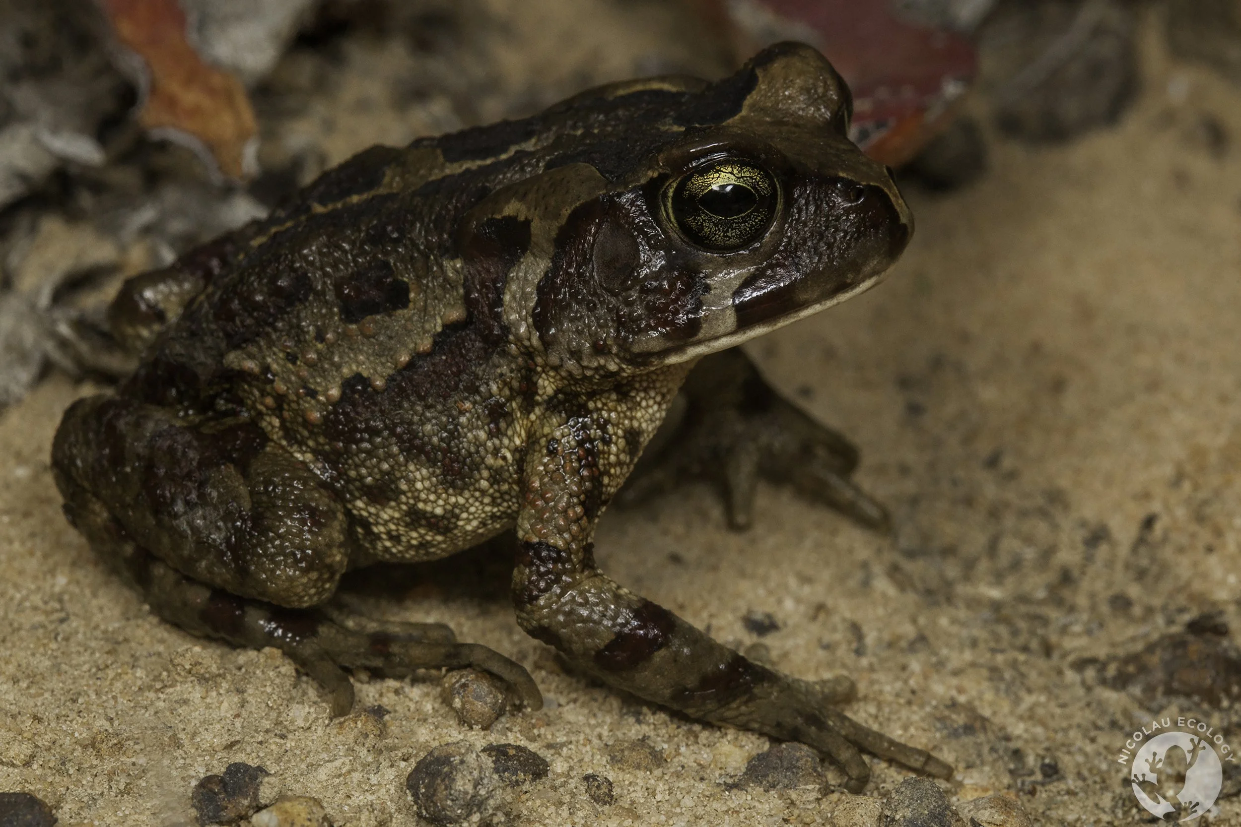 Sclerophrys pardalis — NICOLAU ECOLOGY