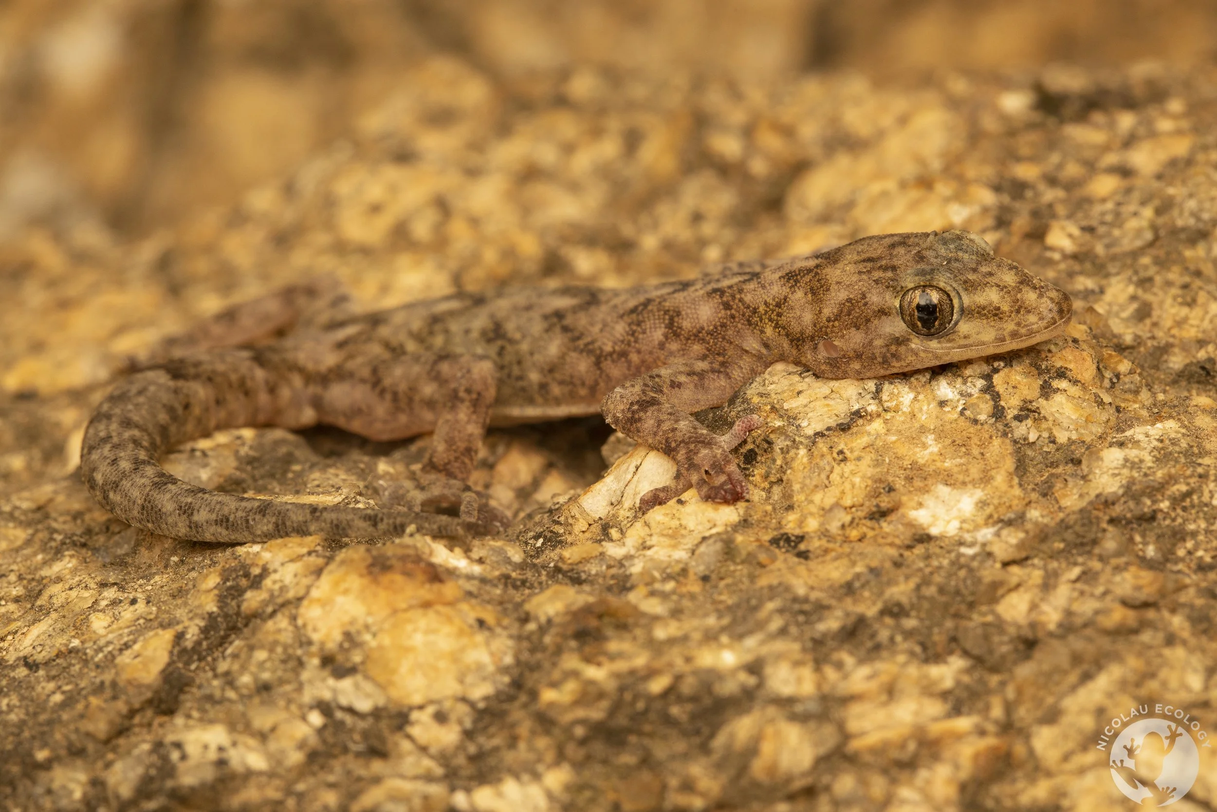 Afroedura haackei - Haacke’s Flat Gecko — NICOLAU ECOLOGY